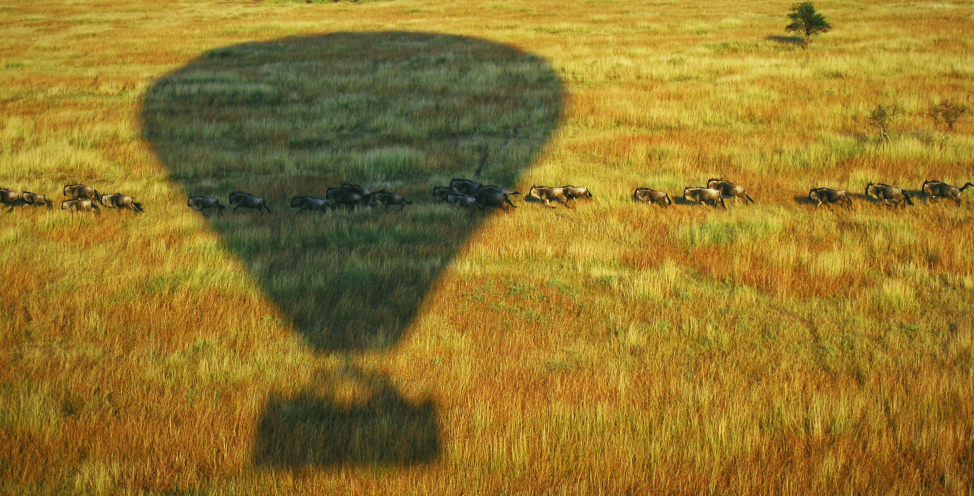 tanzania, green color, savannah, field, nature, hot air balloon, animal, land, sunlight, kruger national park, no people, plant, line, outdoors, beast, HD Wallpaper