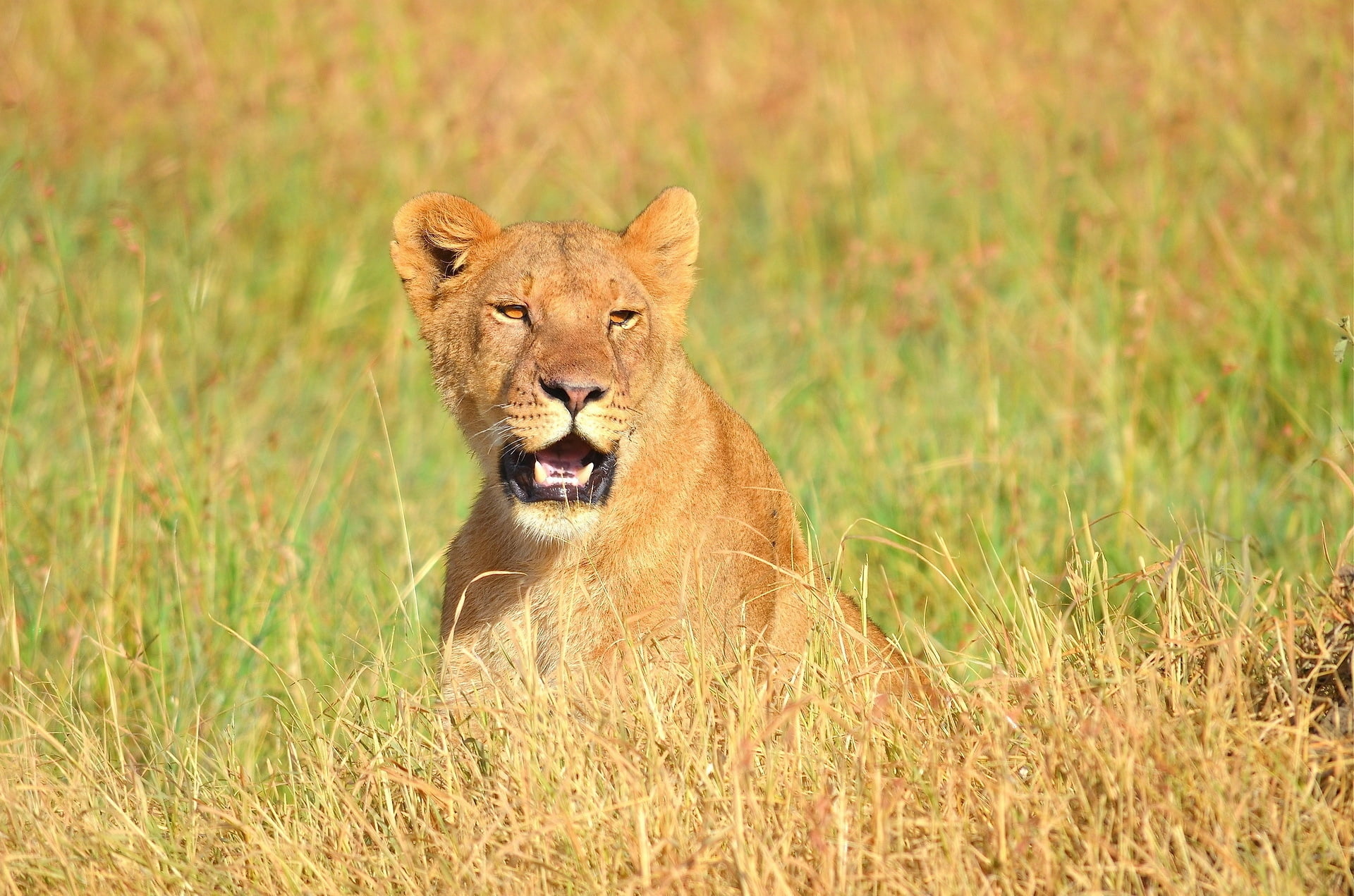 mane, carnivore, fur, wildlife, plant, grass, kenya, mammal, large, undomesticated Cat, day, animals Hunting, portrait, cat, wild Animals, savannah, animals In The Wild, HD Wallpaper