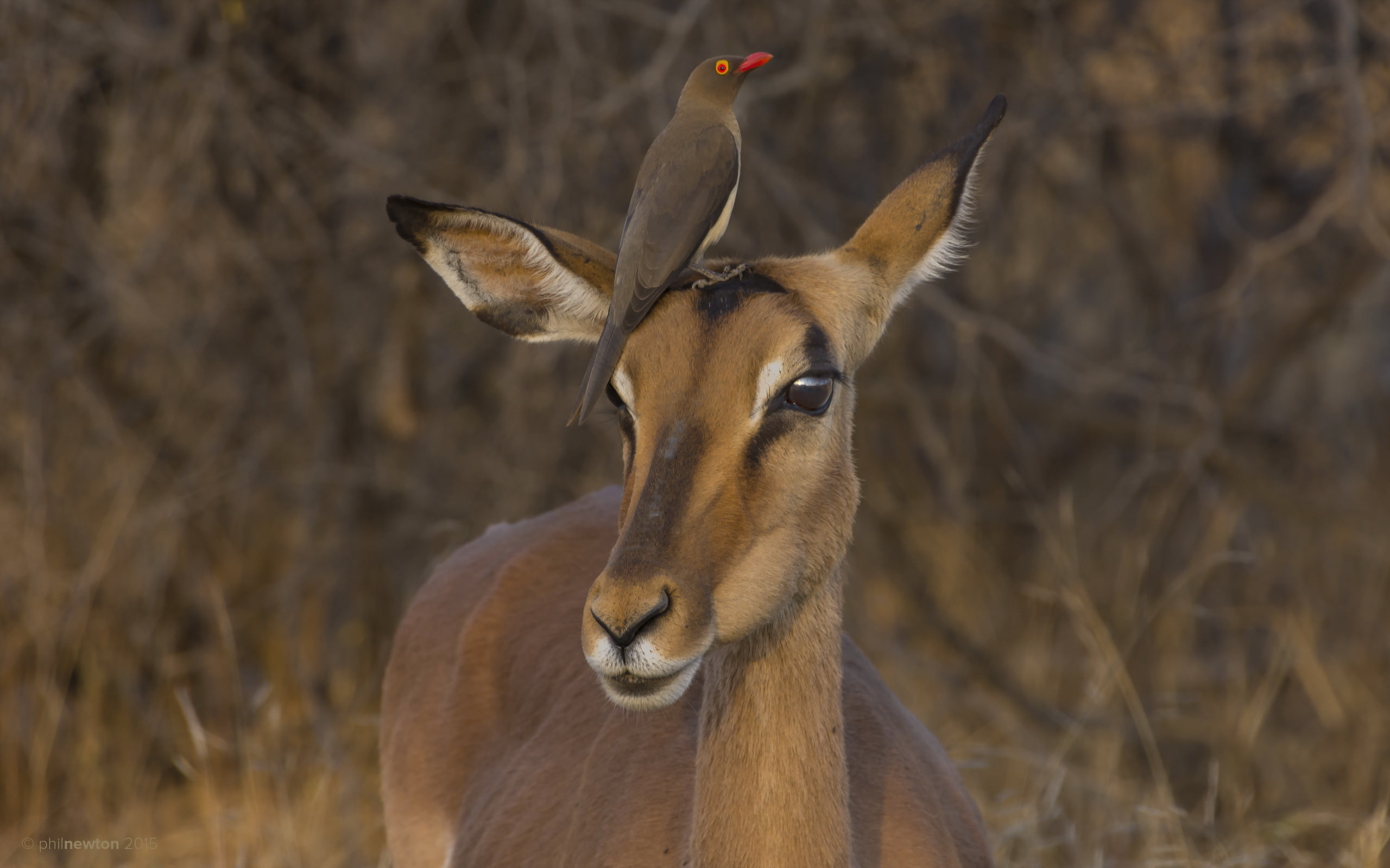 2K, South Africa, Red-billed Oxpecker, Impala, Kruger National Park, HD Wallpaper