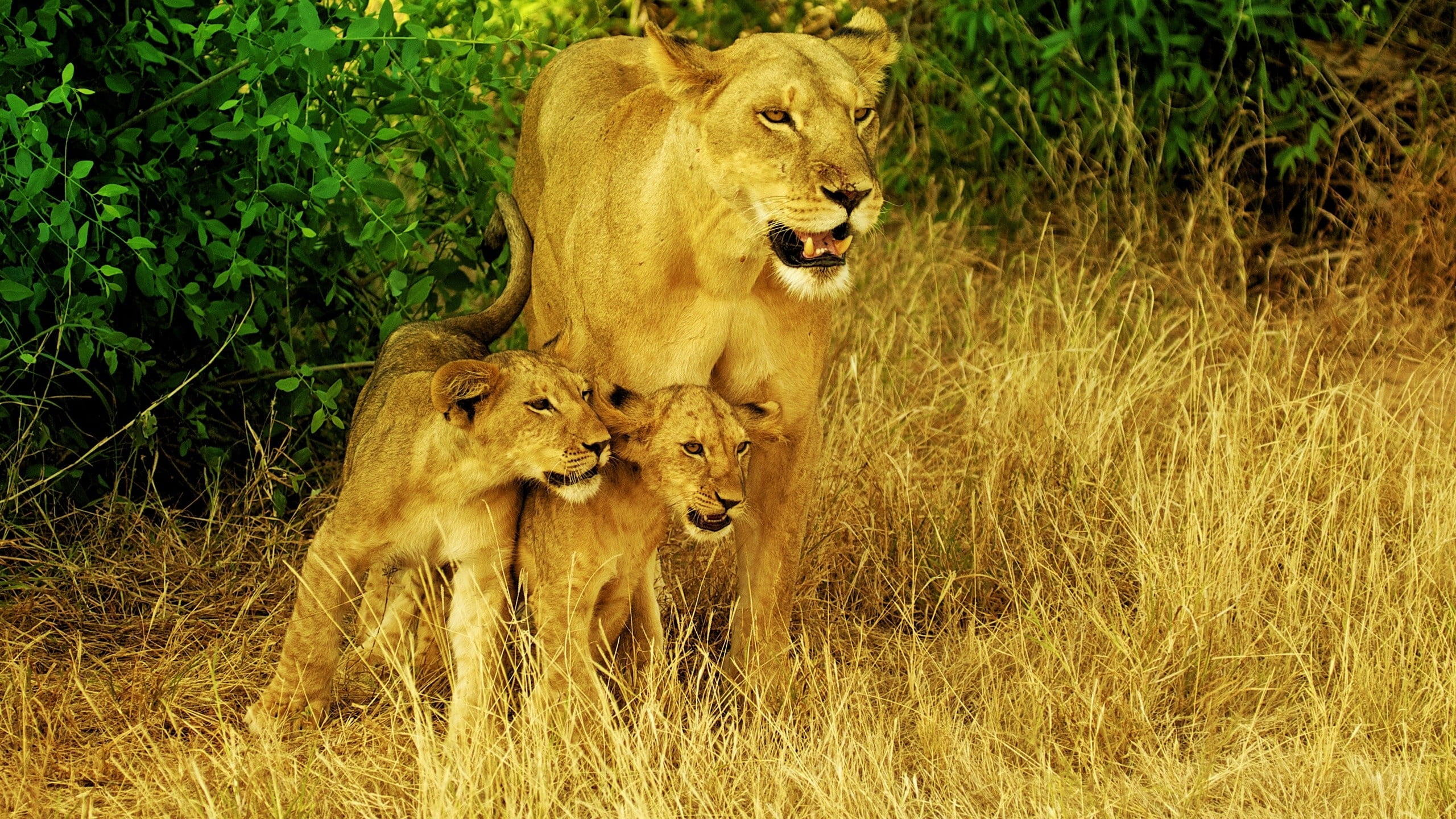 danger, majestic, wildlife, lion - Feline, savannah, male Animal, cat, safari Animals, no People, family, wilderness Area, grass, south Africa, east Africa, HD Wallpaper