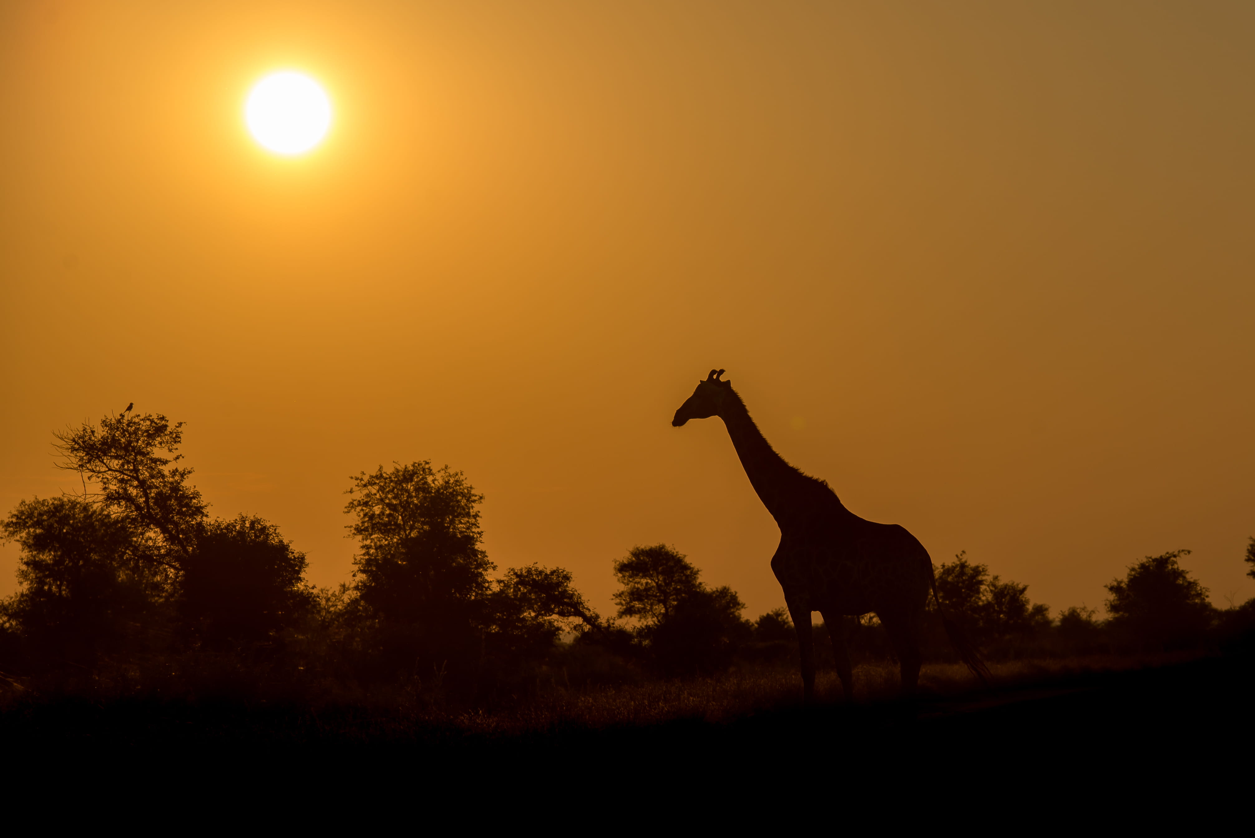 animal themes, silhouette, sky, wildlife, landscape, animal wildlife, mammal, plant, orange color, beauty in nature, 4K, no people, animal, wild, livestock, HD Wallpaper