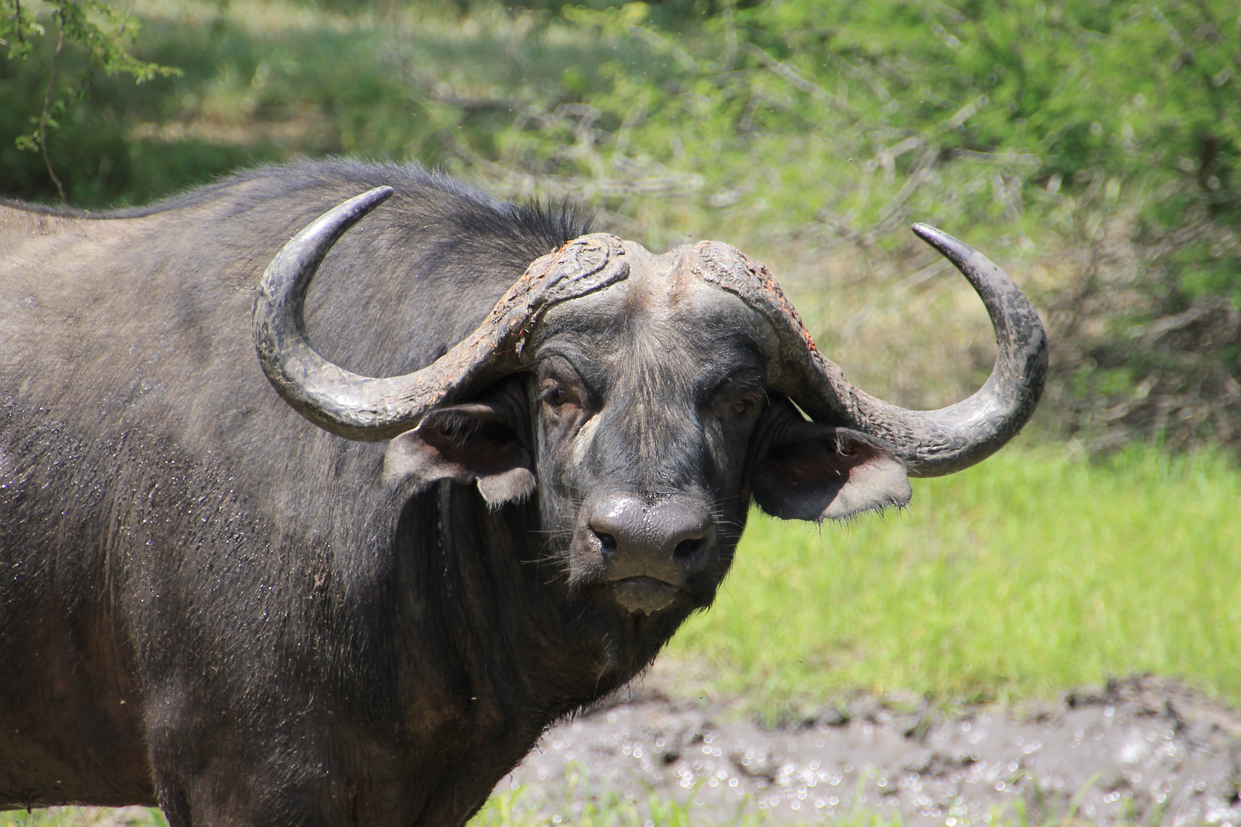 day, sunlight, one animal, domestic animals, nature, national park, animal, vertebrate, buffalo, animal themes, focus on foreground, mammal, no people, HD Wallpaper