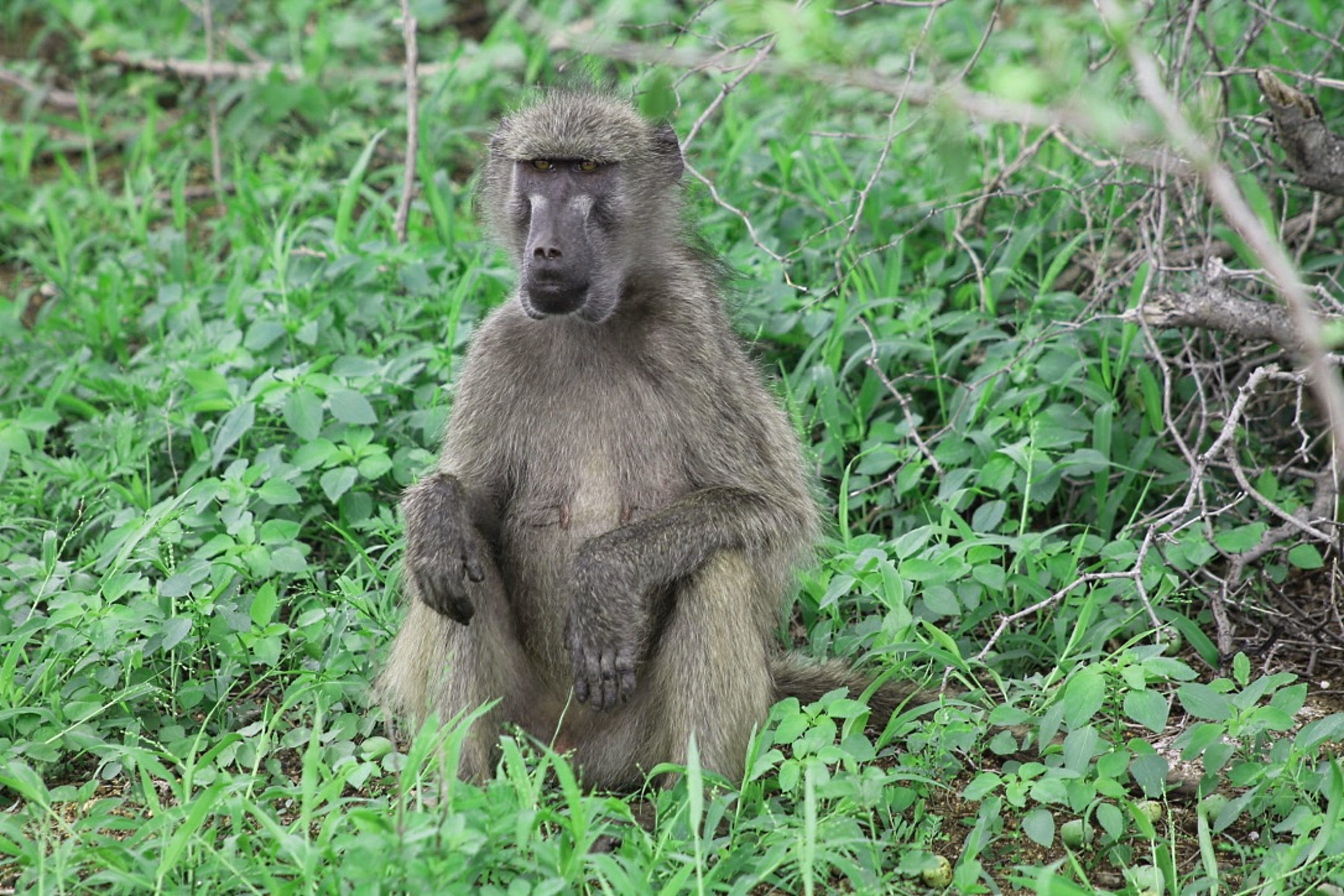 tree, outdoors, one animal, land, sitting, africa, animals in the wild, grass, plant, animals, irritable, primates, 2K, vertebrate, visit, nature, baboon, HD Wallpaper