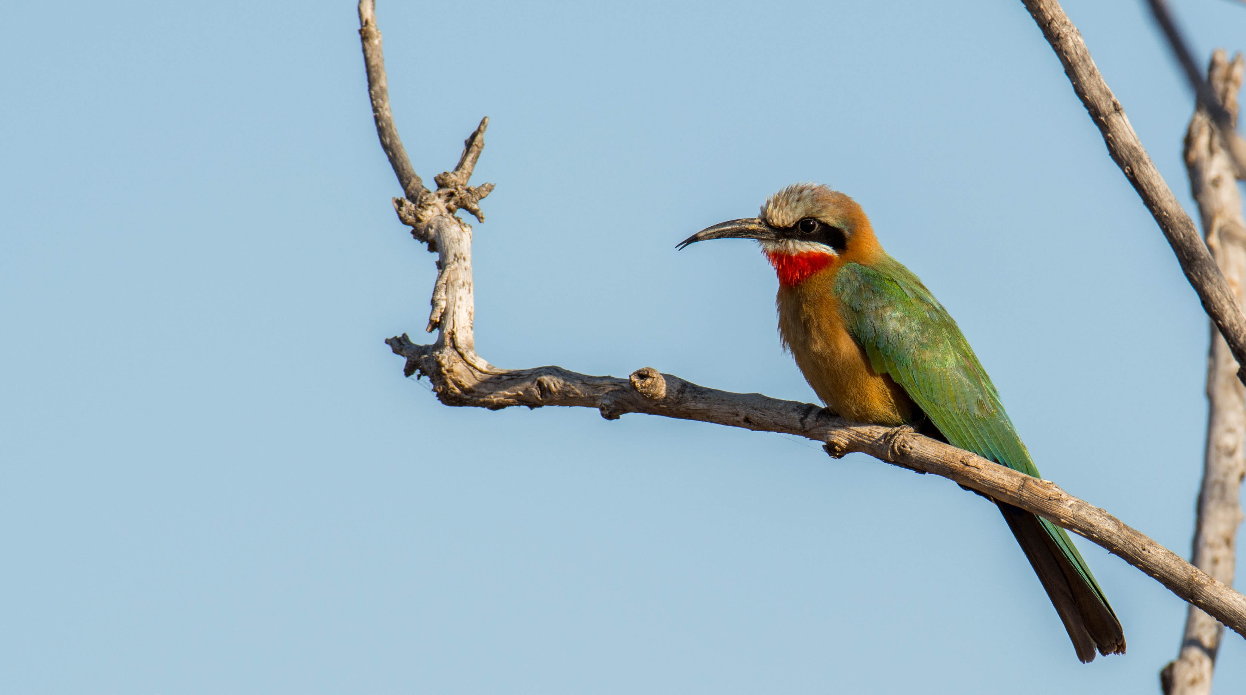 one animal, branch, no people, kruger national park, tropical bird, nature, wilderness, tree, africa, beauty in nature, national park, animal body part, HD Wallpaper