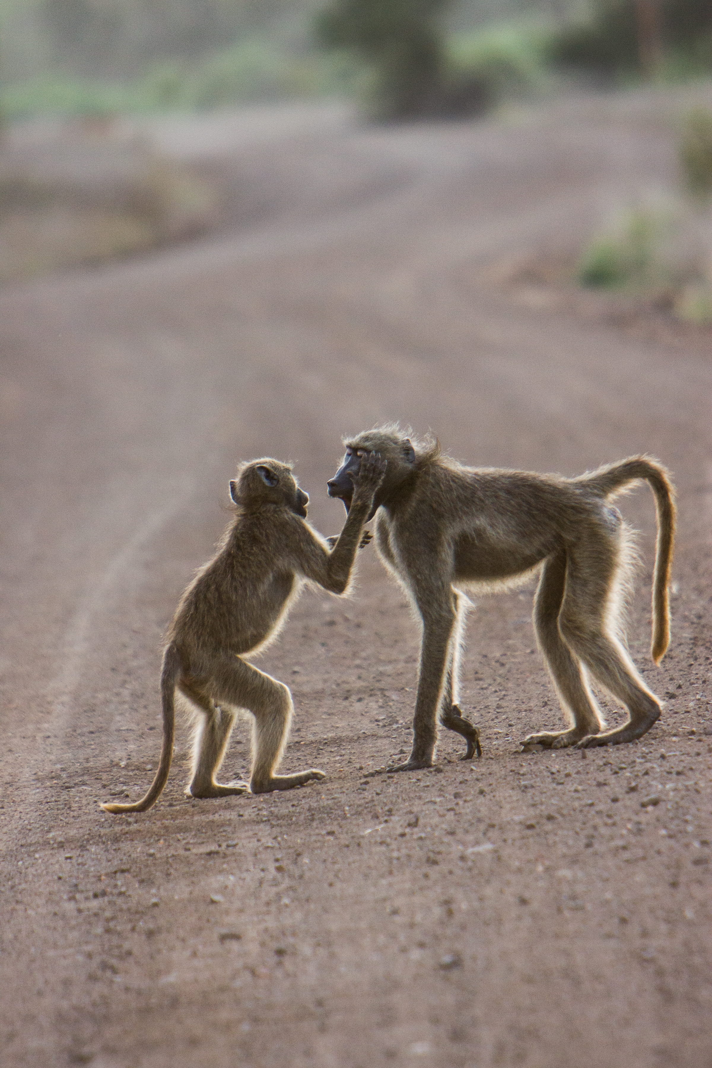 animal family, kruger, baboon, care, young animal, two animals, land, side view, kruger national park, vertebrate, mammal, baboons, 2K, togetherness, wildlife, Phone HD Wallpaper