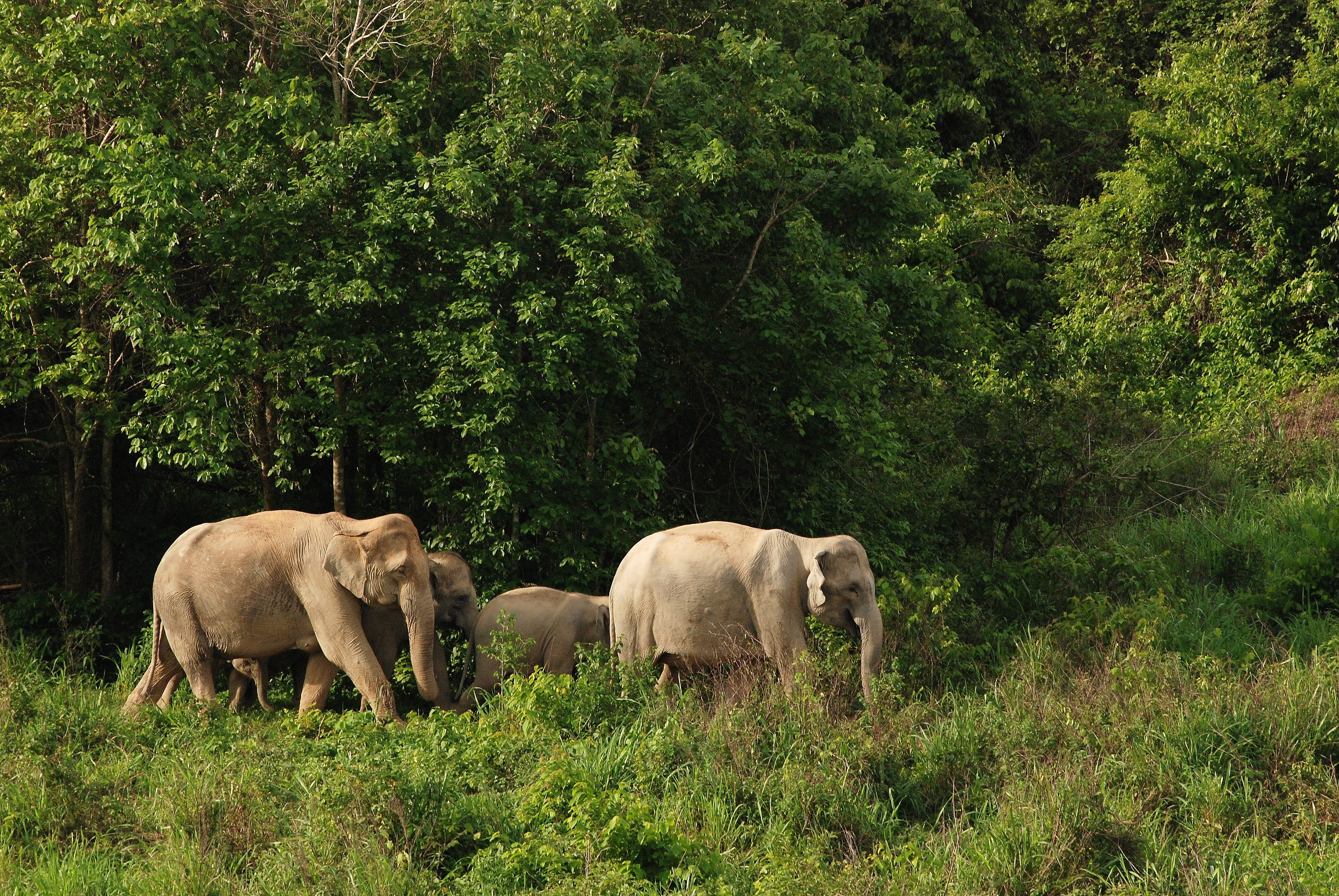 domestic animals, the environment, view wild elephants, prachuap khiri khan, day, land, kui buri, 4K, asia, green, group of animals, animal, wild elephant, HD Wallpaper