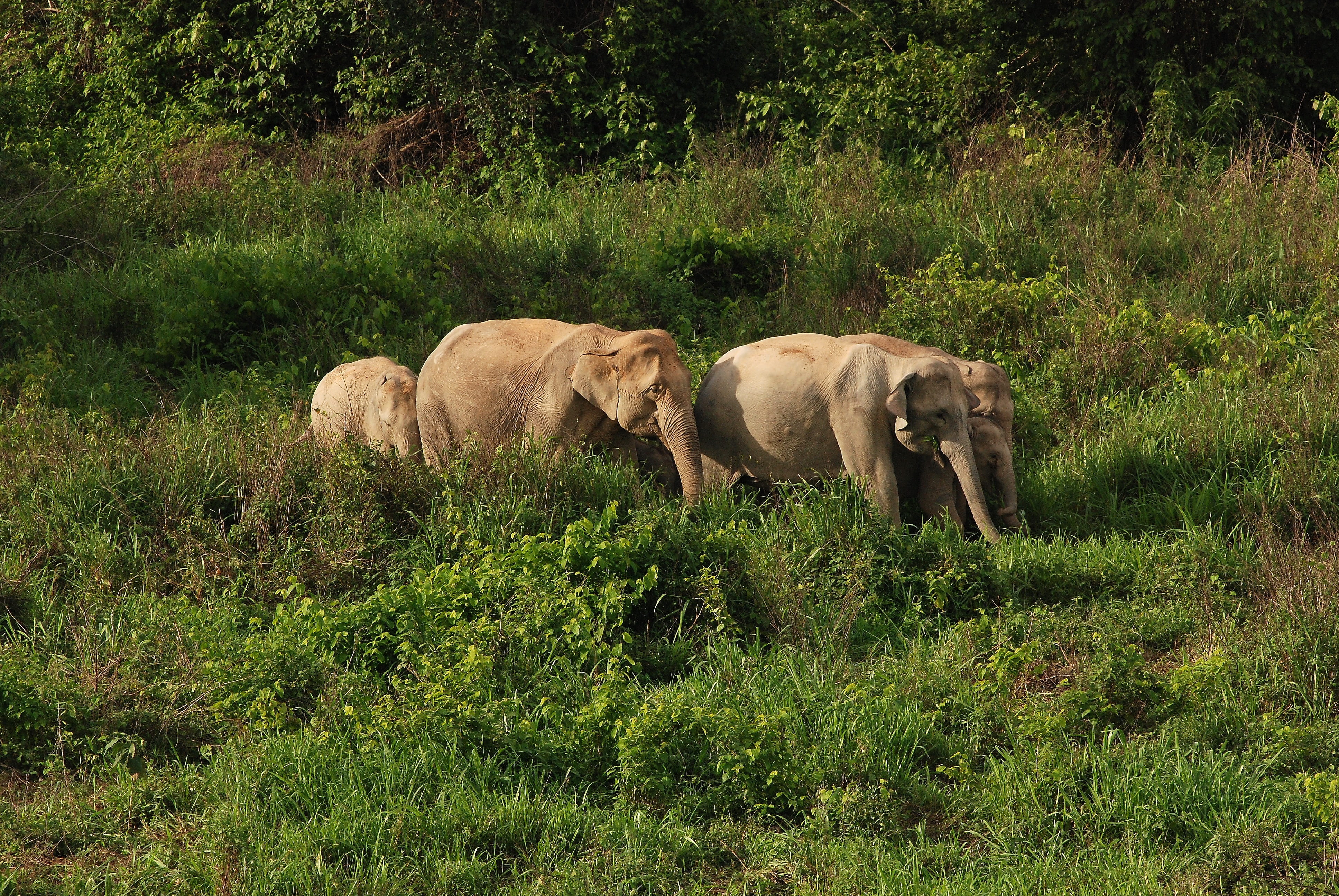 pa, growth, 4K, tree, elephant, nature, conservation, field, animal wildlife, domestic, group of animals, kui buri, the environment, no people, prachuap khiri khan, HD Wallpaper