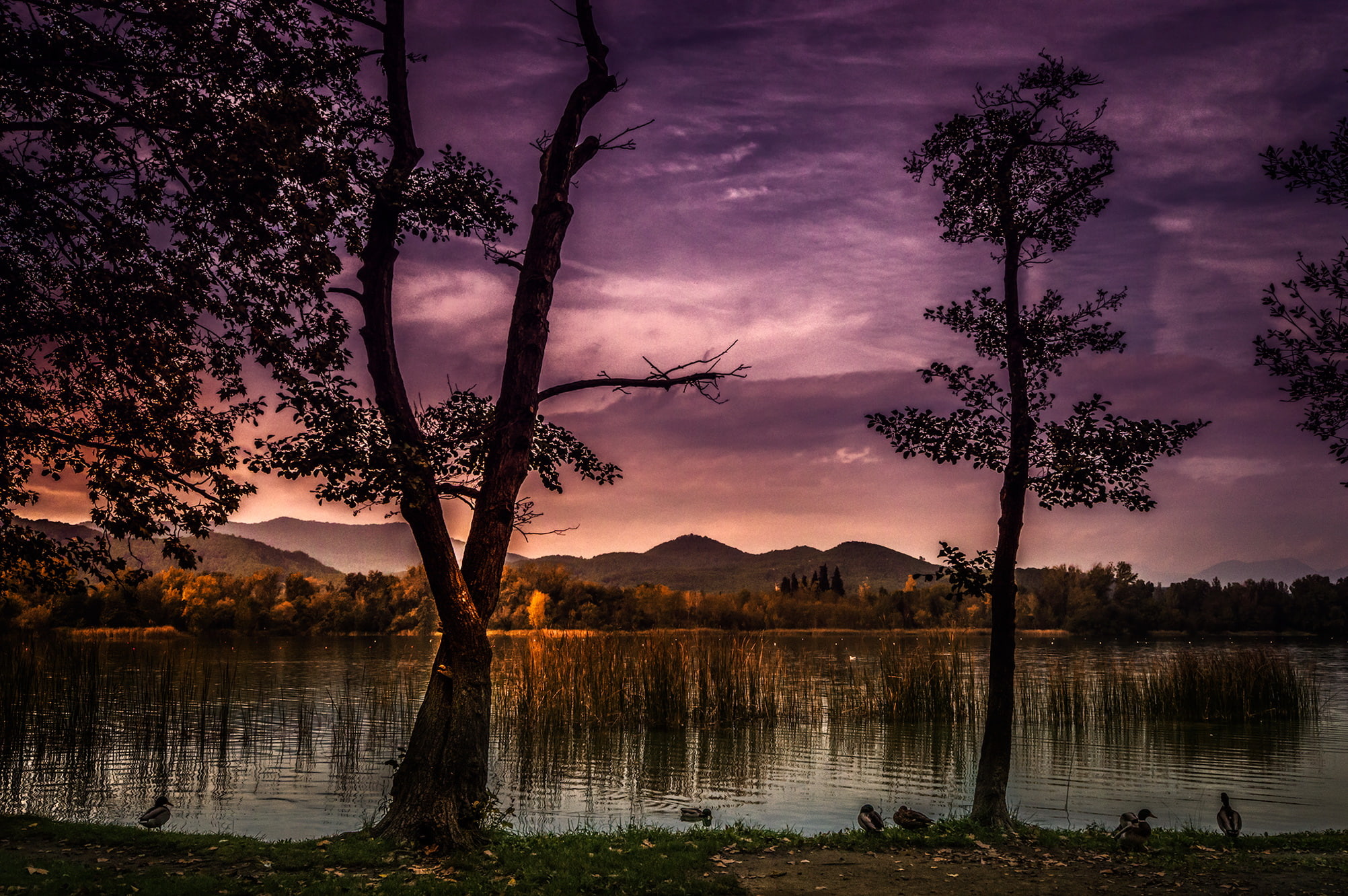 spain, 1080P, nature, lake, trees, catalunya, HD Wallpaper