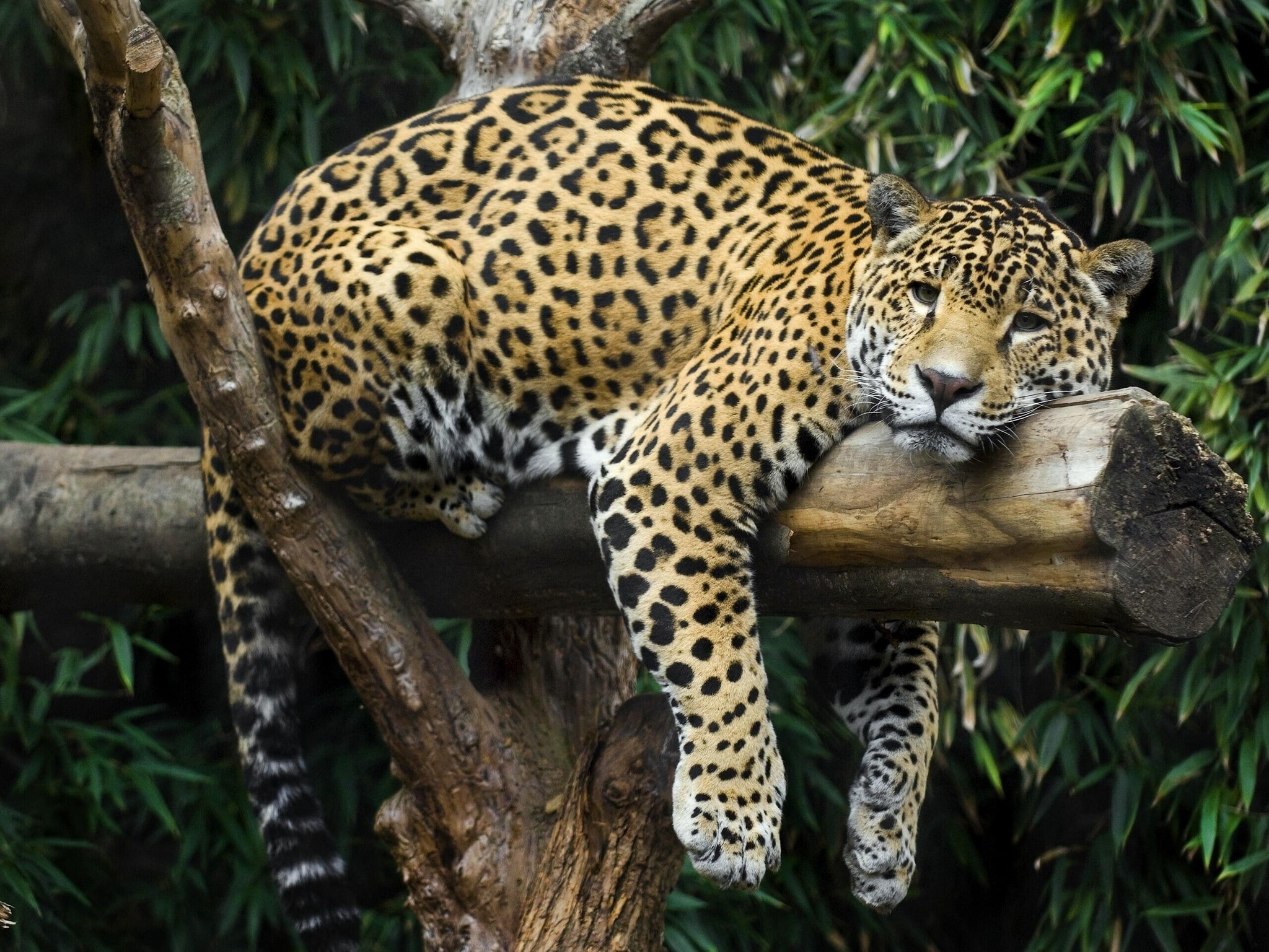 s, jaguar, 1080P, download, rasslabon, log, vacation, Best s, HD Wallpaper