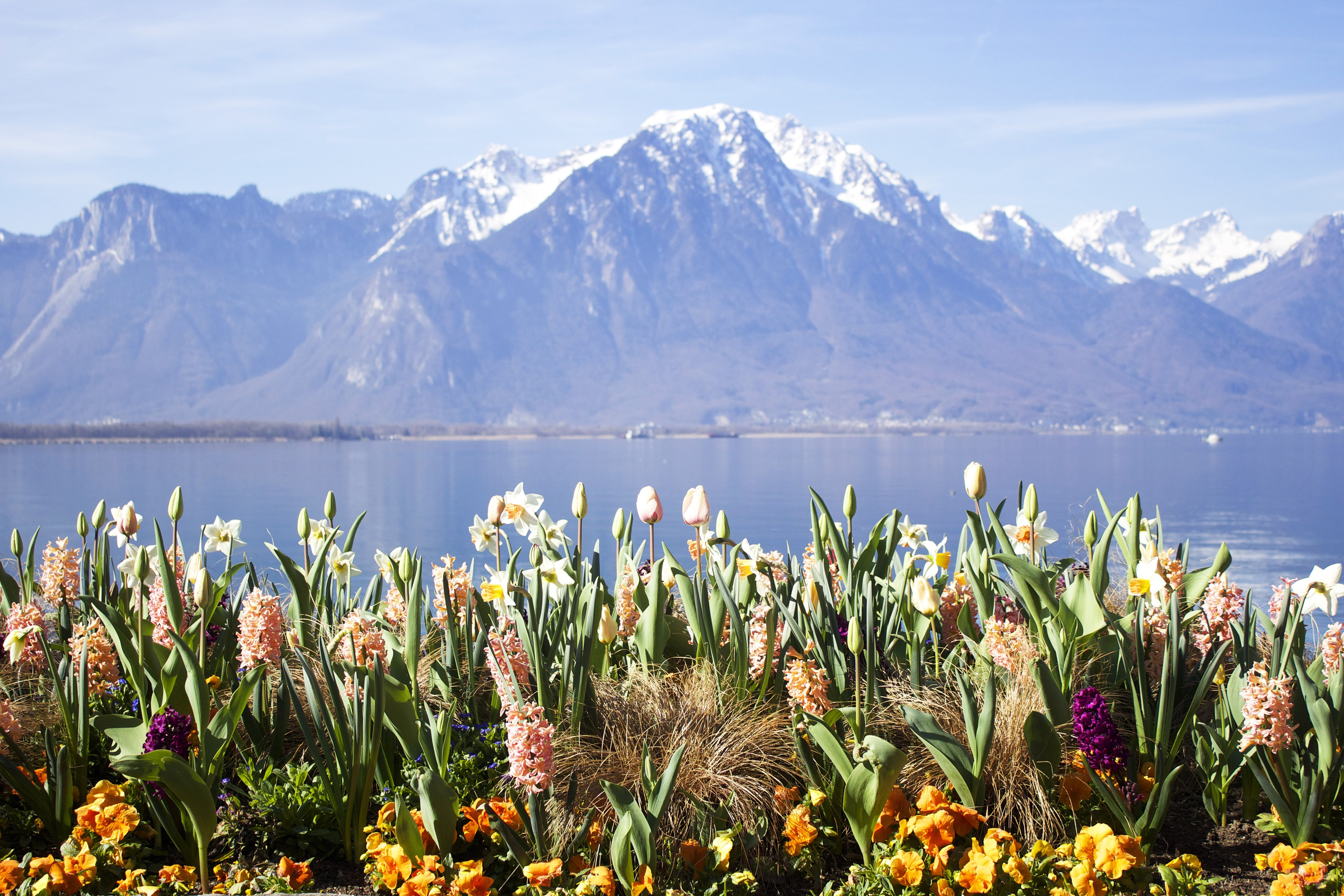 near, snow, sky, vacation, plant, water, blue, snowcapped mountain, swiss, flower, no people, outdoors, cold temperature, europe, scenics - nature, daytime, HD Wallpaper