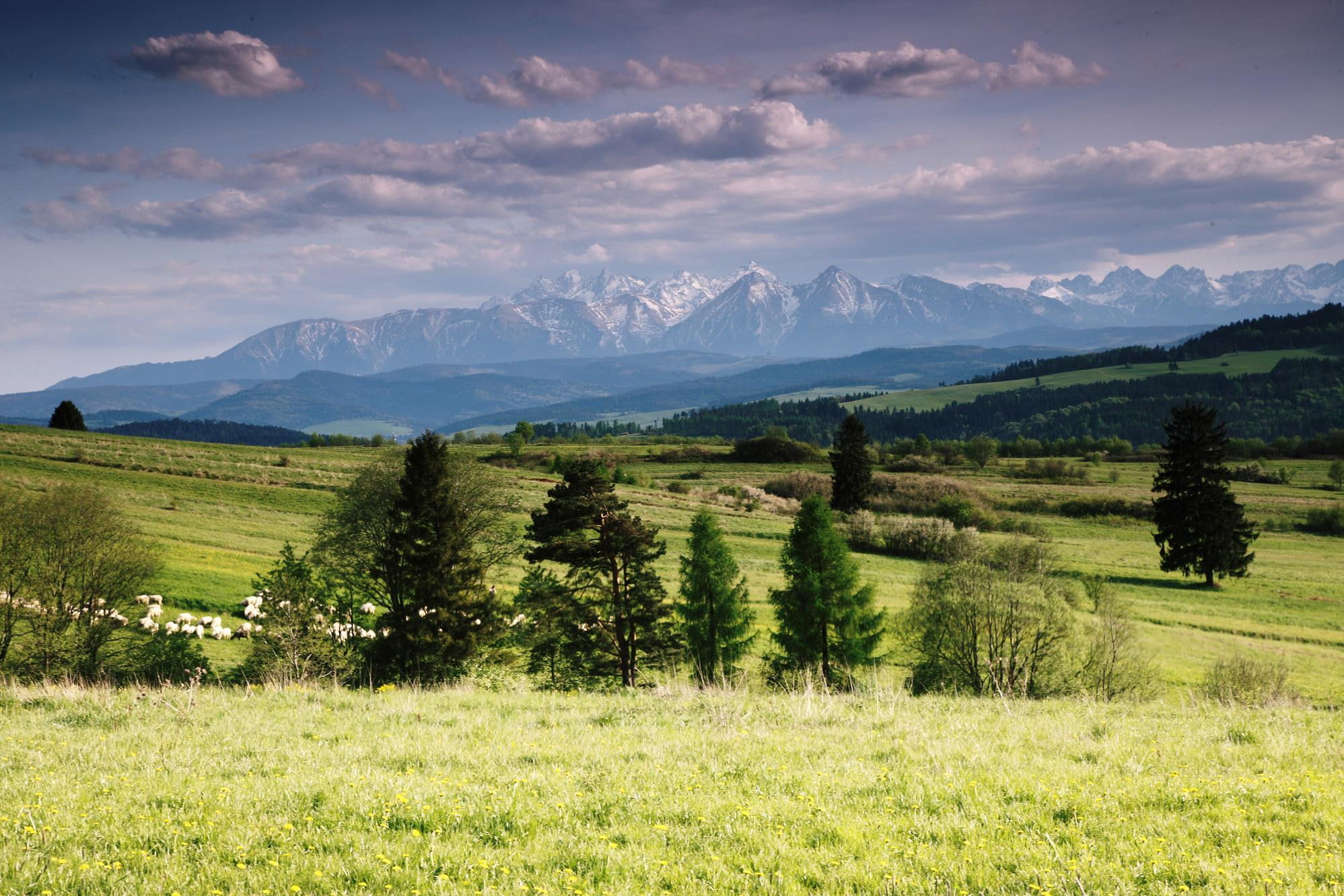 pol, hall, summer, nature and landscapes, prairie, clouds, trees, view, 1080P, green grass, tatra, mountains, mountain, spruce trees, HD Wallpaper