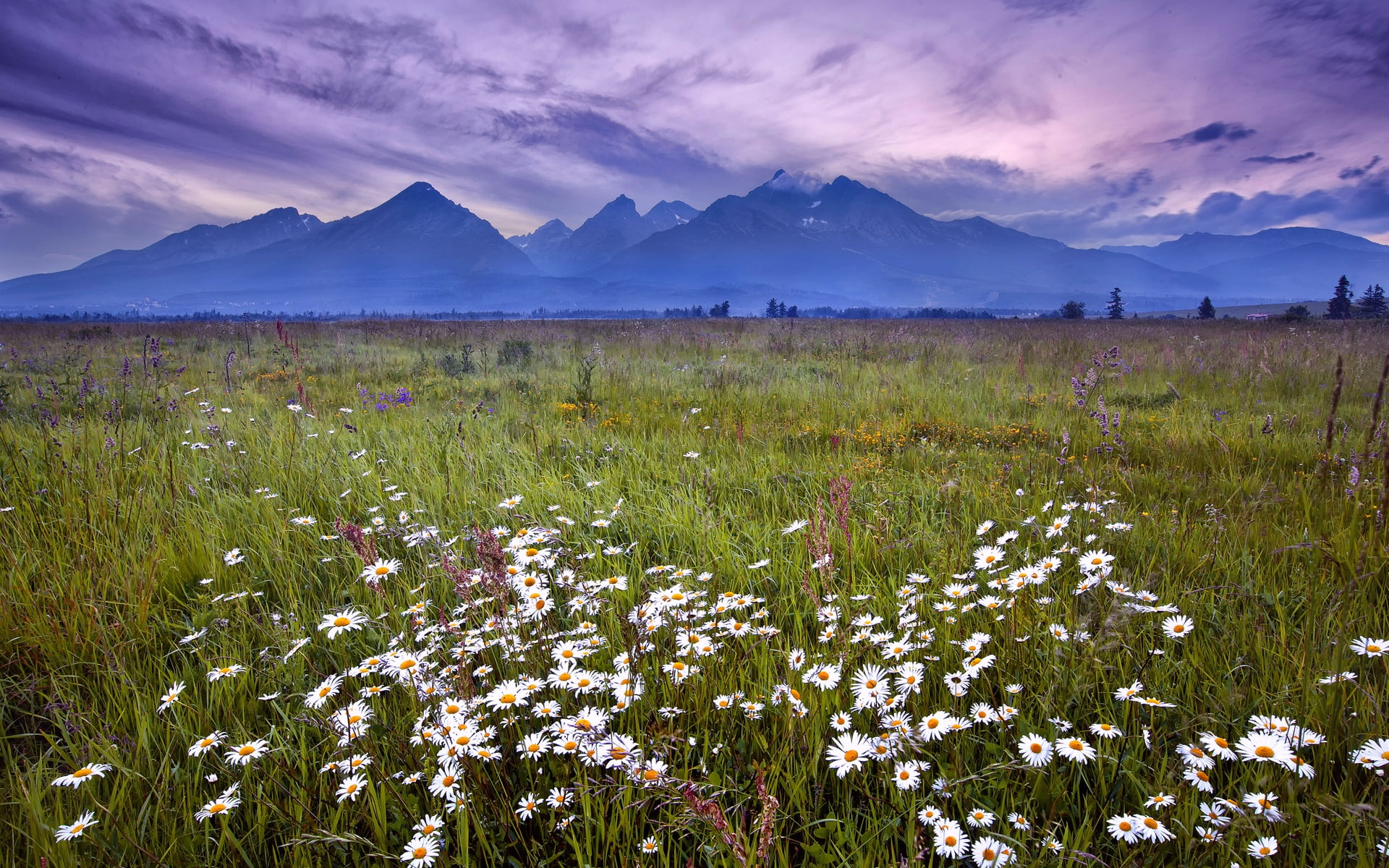 1080P, Tatra, white, Flowers, Mountains, Grass, daisies, Slovakia, HD Wallpaper