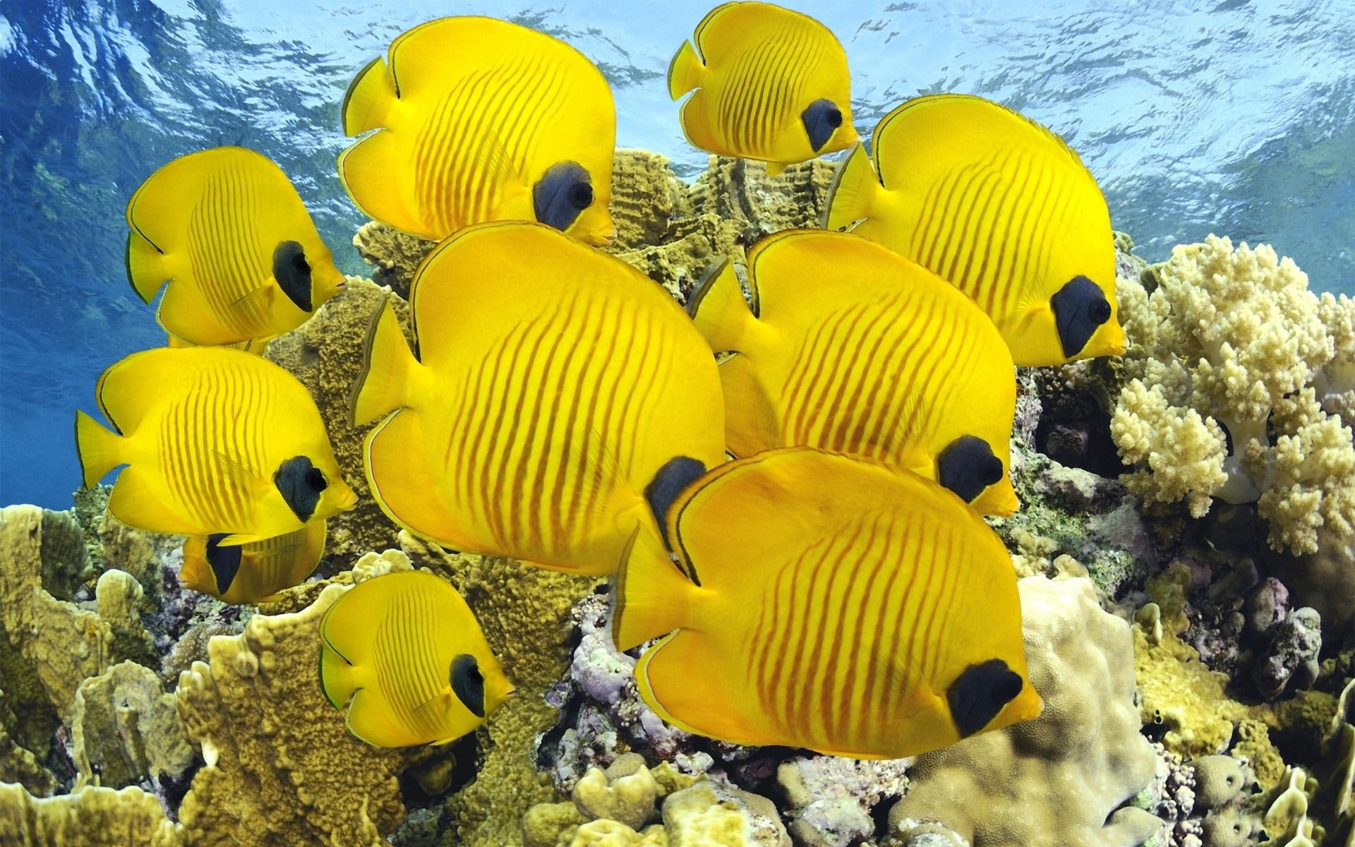 glebiny, yellow, animals, zwiaerzeta, ryby, morskie, 1080P, HD Wallpaper