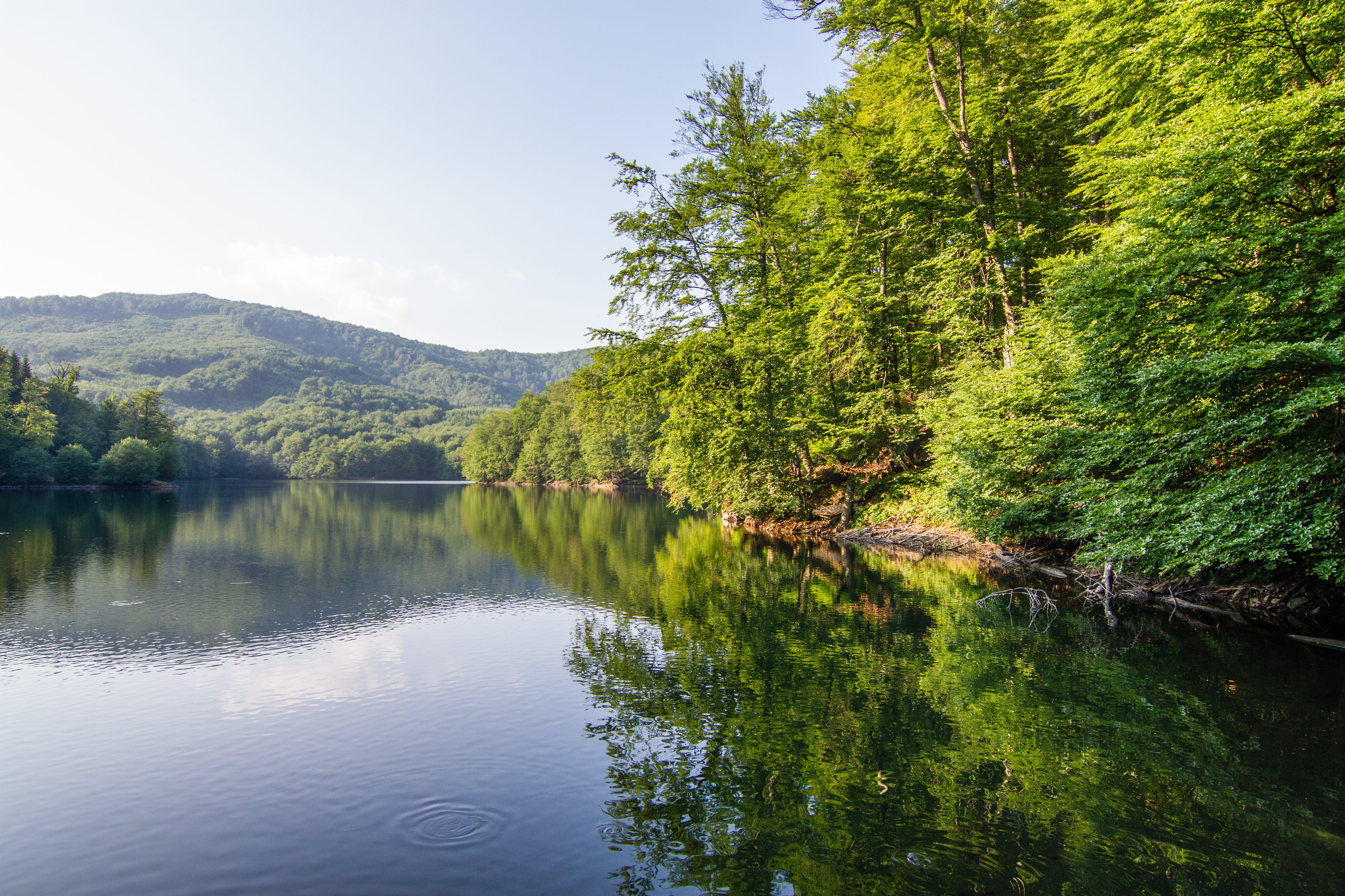 trees, growth, day, idyllic, vyšná rybnica, morské oko, 5K, slovakia, beauty in nature, non-urban scene, reflection, mountain, nature, water, no people, HD Wallpaper
