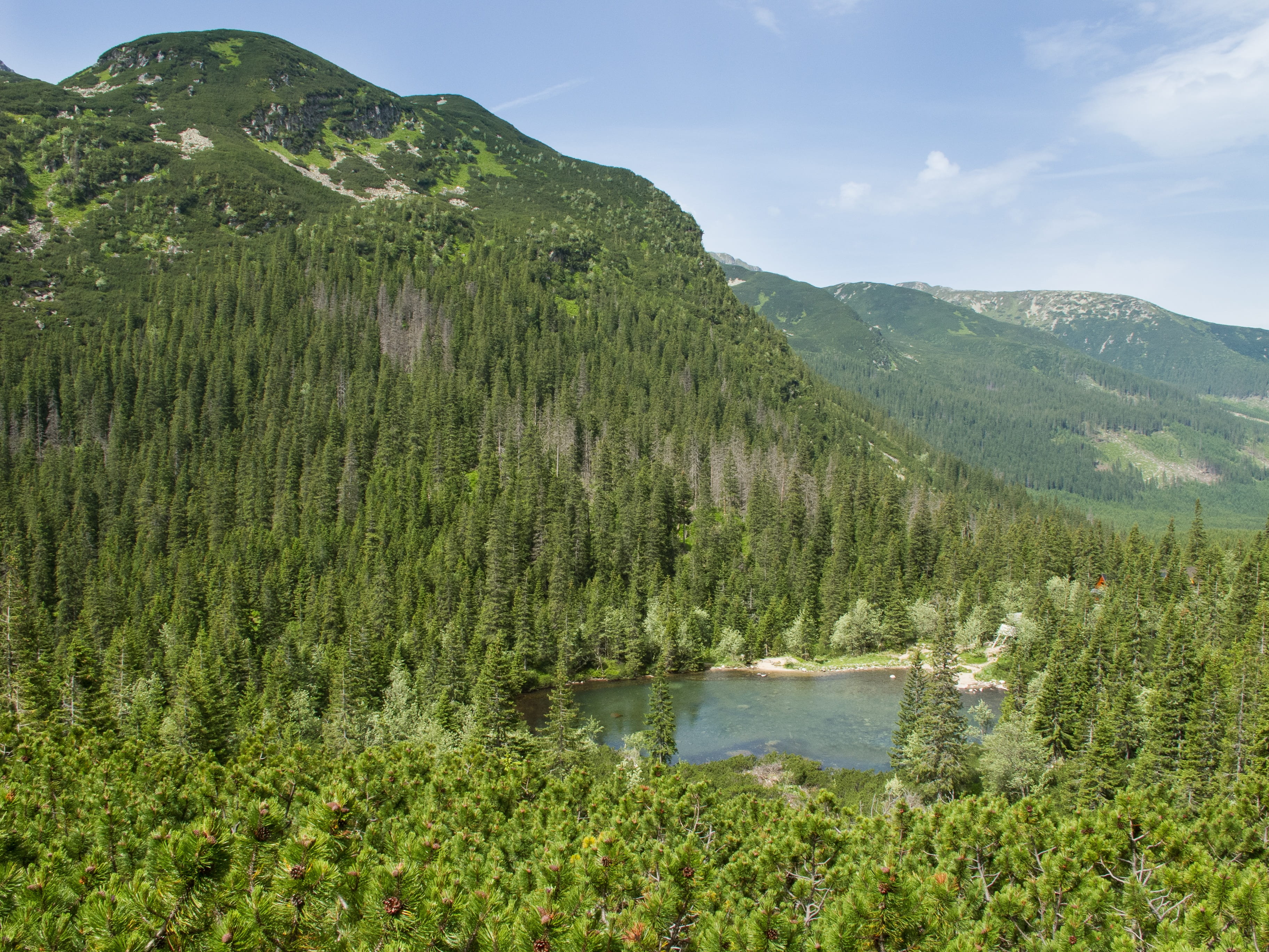 the sky, tranquil scene, coniferous tree, growth, 2K, Pleso, forest, tree, plant, panoramic, beauty In Nature, landscape, lake, green Color, Summer, tranquility, HD Wallpaper