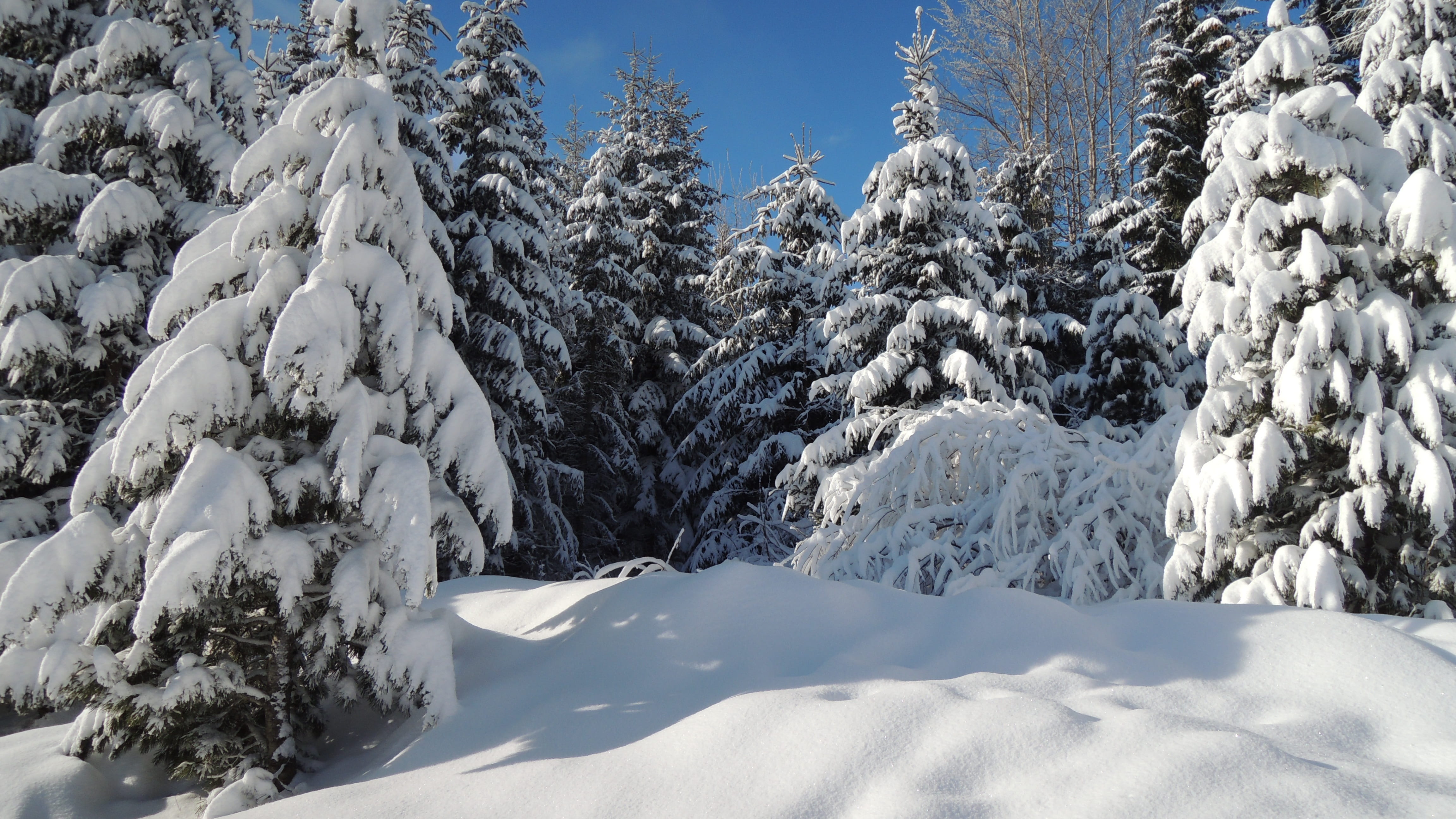 trees, slovakia, snowcapped mountain, frost, frozen, cold temperature, sunlight, landscape, tranquility, 4K, beauty in nature, no people, mountains, pine tree, HD Wallpaper