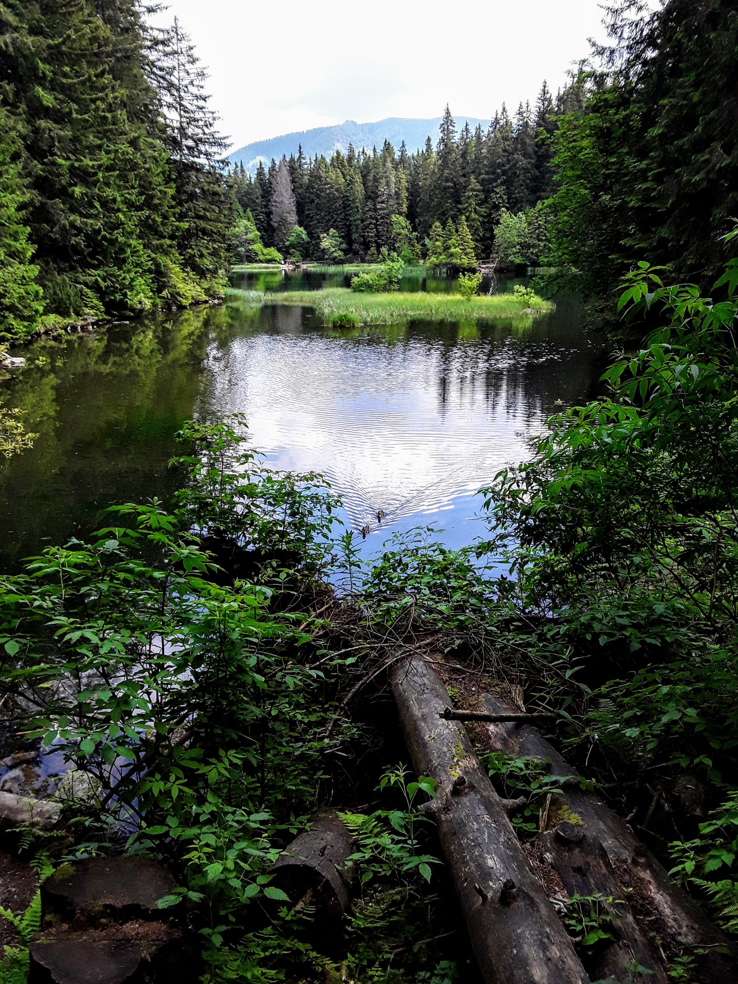 plant, tranquility, 2K, vrbické pleso, river, outdoors, flowing, tree, nature, forest, land, flowing water, tranquil scene, demänovská dolina, growth, Phone HD Wallpaper