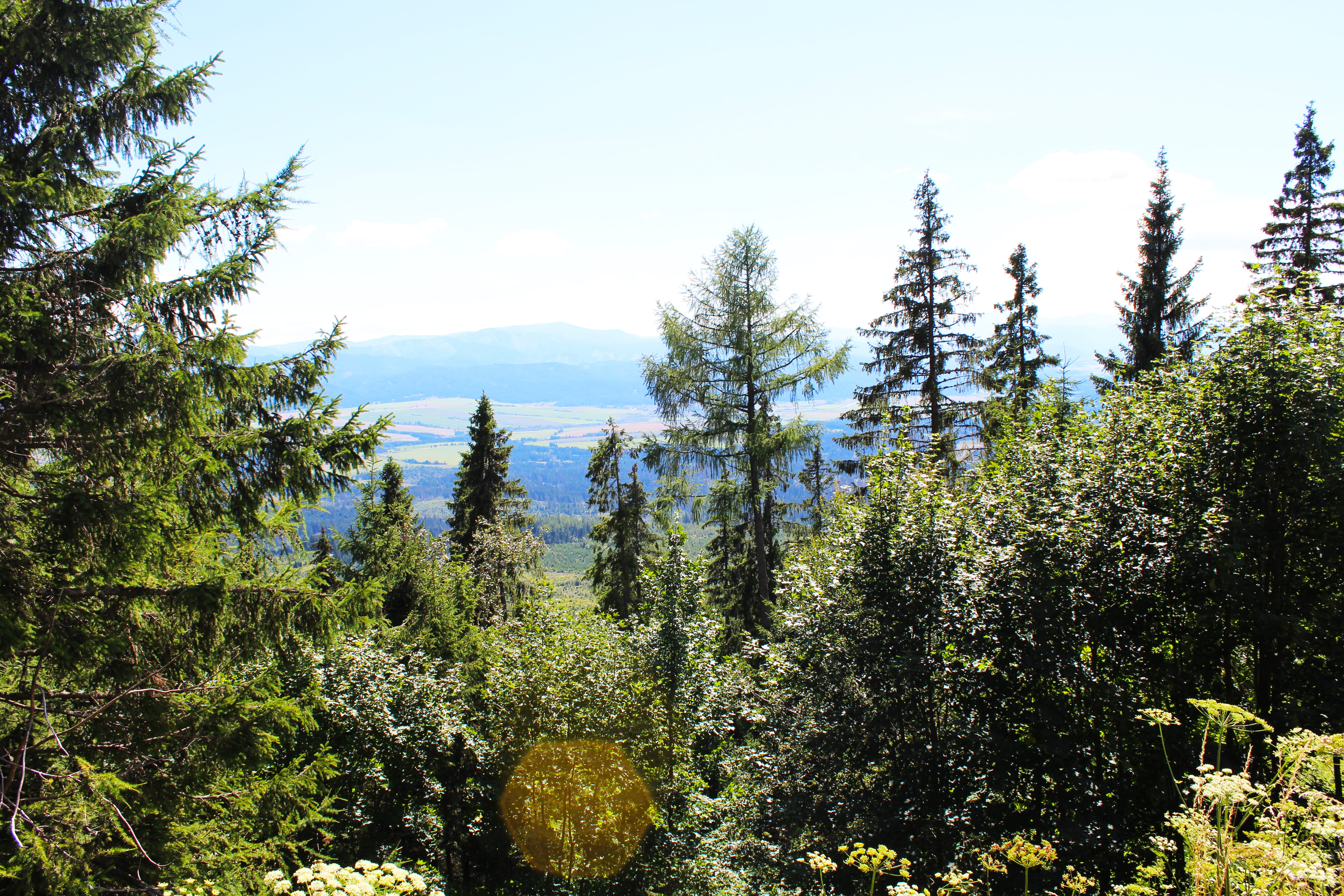 coniferous tree, plant, slovakia, sunlight, non-urban scene, tree, nature, view, vysoké tatry, land, sky, cloud - sky, beauty in nature, outdoors, pine tree, HD Wallpaper