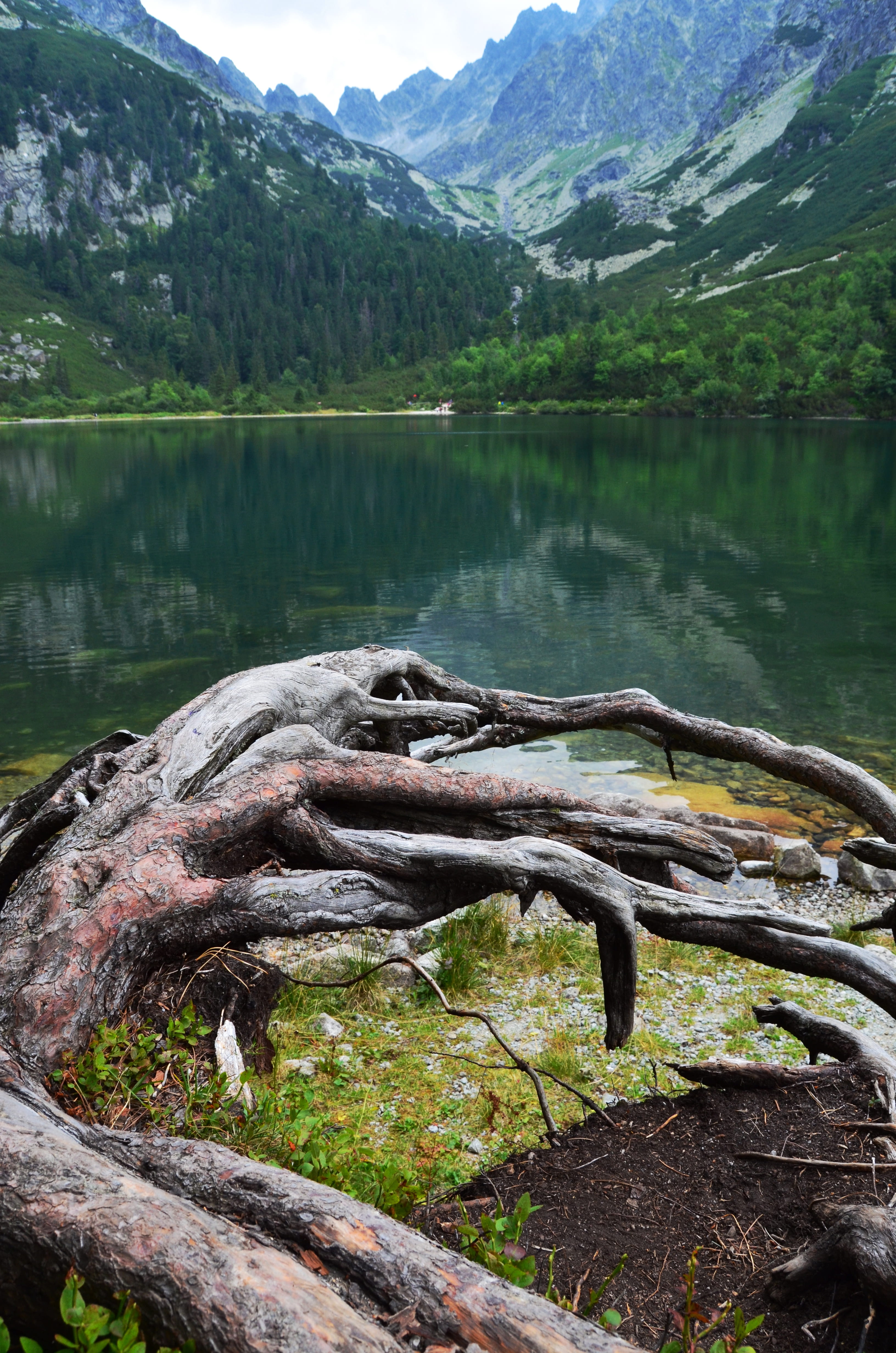 forest, idyllic, outdoors, water, 4K, wood, mountain, plant, lake, no people, dead plant, timber, growth, tree, vysoketatry, non-urban scene, vysoké tatry, Phone HD Wallpaper