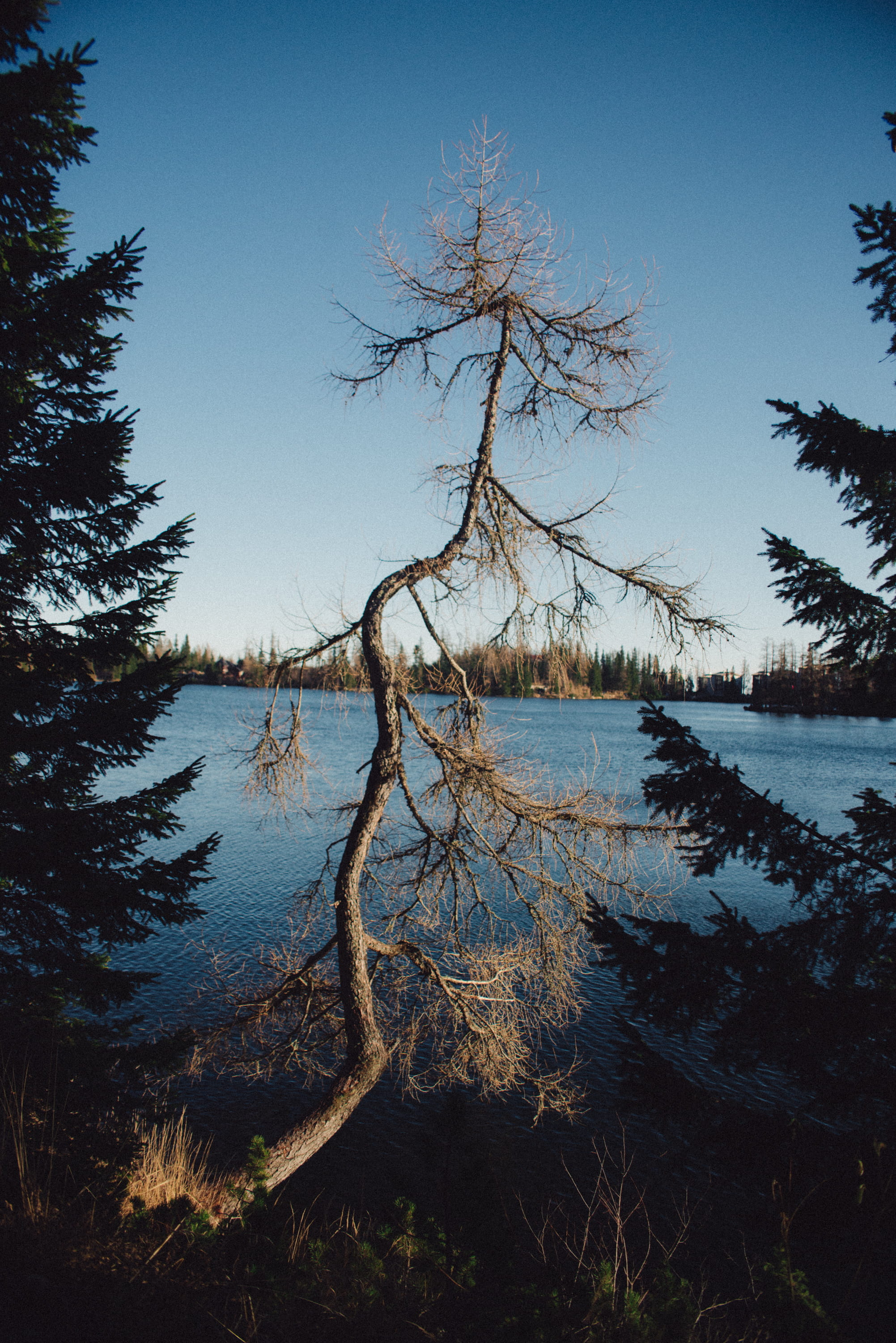 hotel patria ****, tree, tranquility, bare tree, 2K, growth, blue, reflection, no people, branch, slovakia, non-urban scene, water, outdoors, lake, tranquil scene, Phone HD Wallpaper