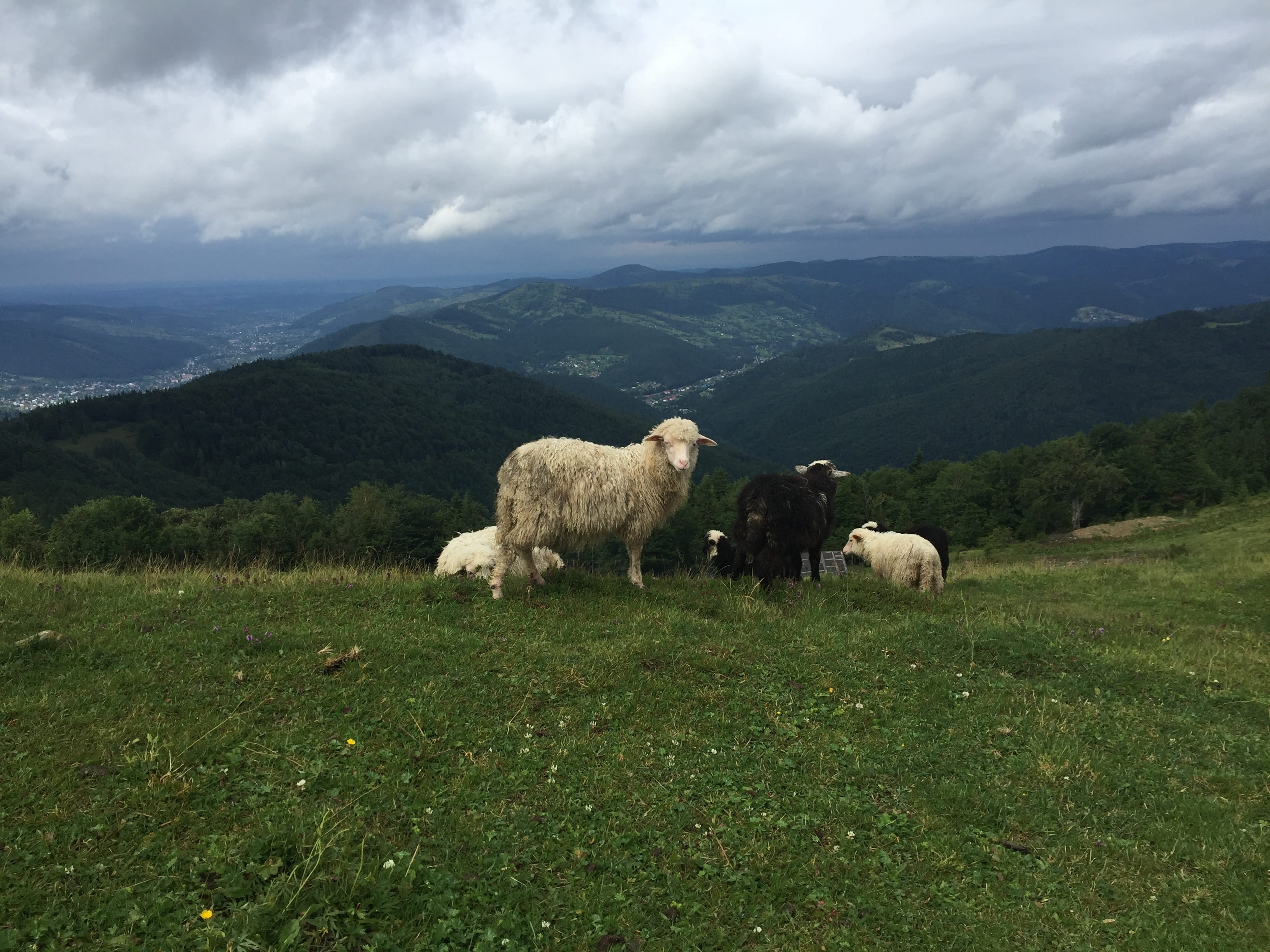 herbivorous, 2K, mammal, livestock, field, animal themes, domestic animals, grass, land, cloud - sky, ukraine, sky, vertebrate, plant, pets, mountain range, HD Wallpaper