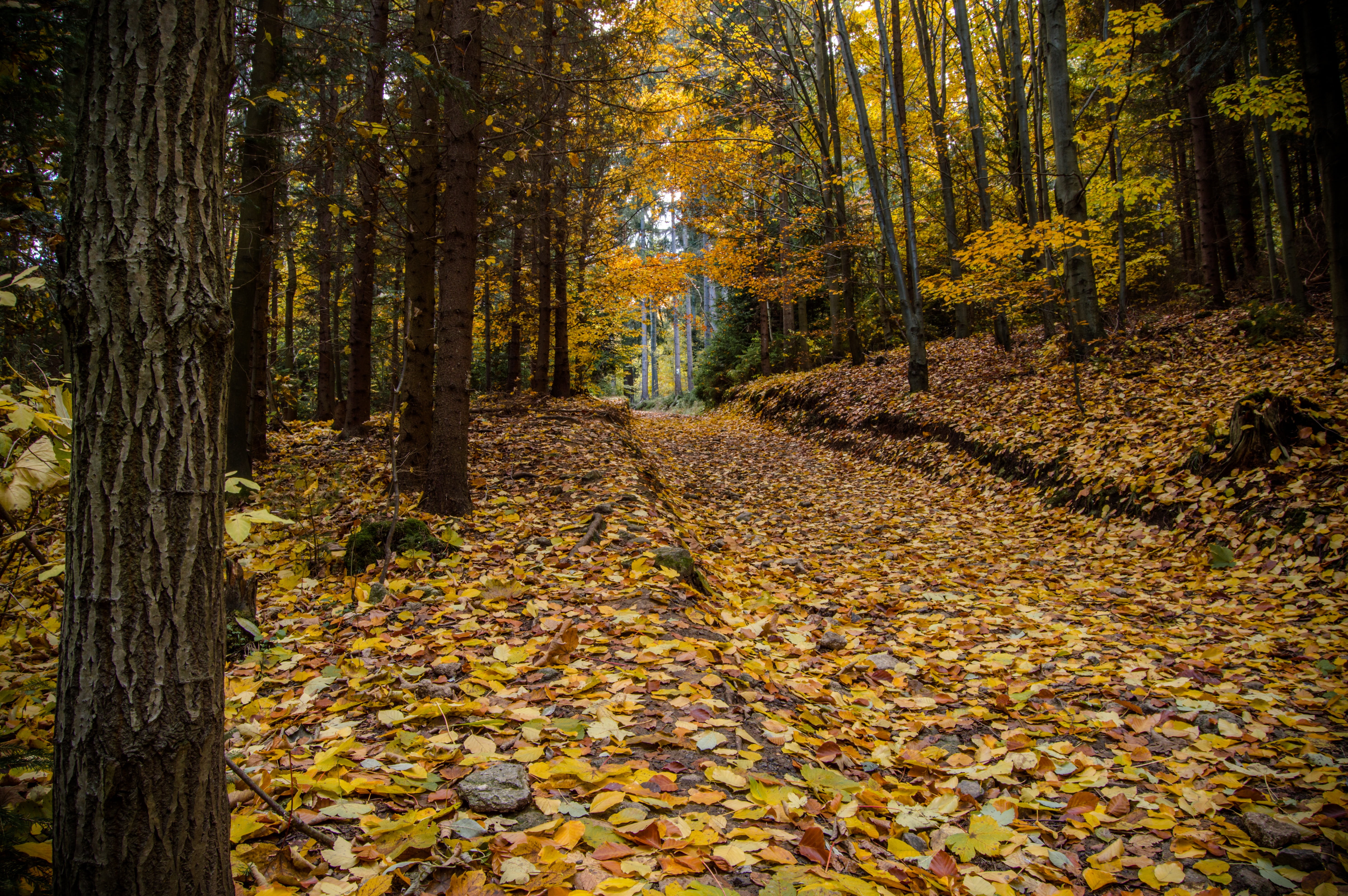 forest, no people, growth, natural condition, beauty in nature, slovakia, outdoors, autumn collection, change, fall, ski, nature, male karpaty, tree, plant, HD Wallpaper