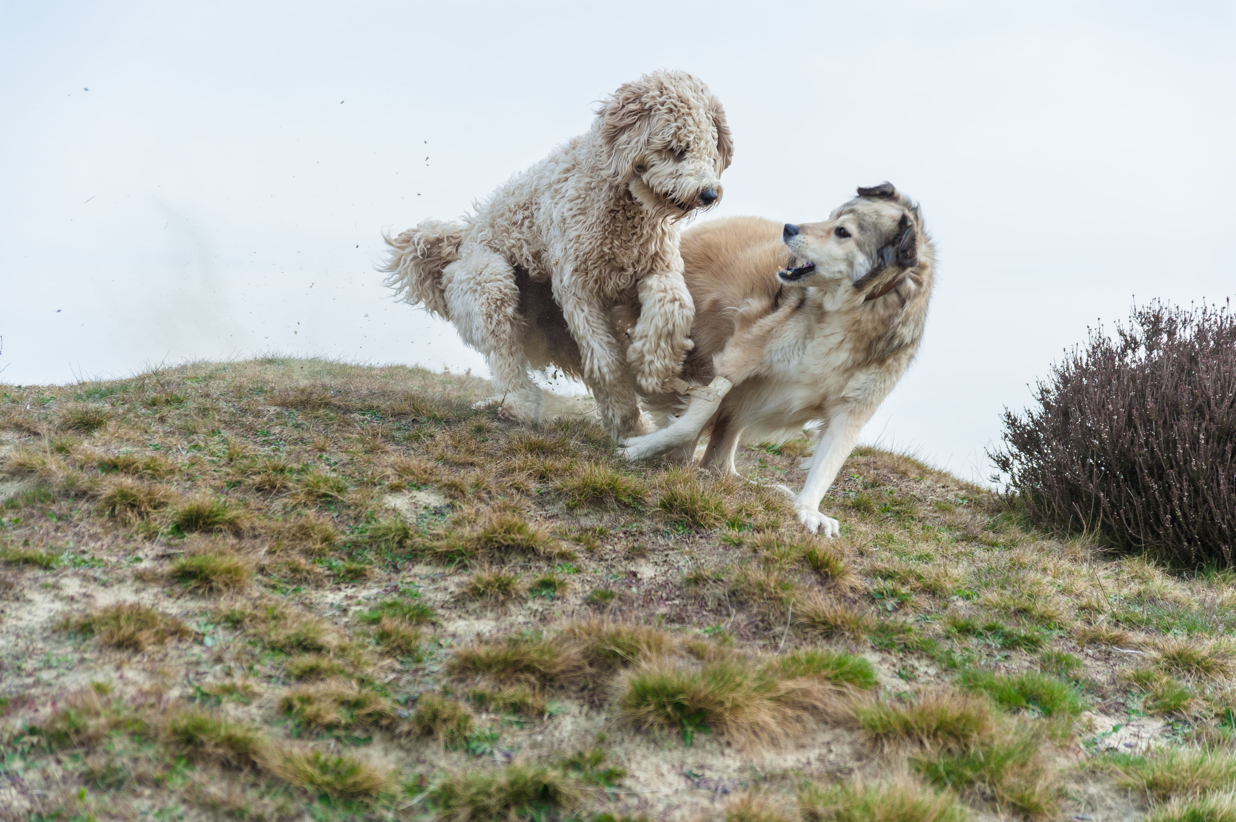 day, one animal, 4K, plant, canine, domestic animals, mountain, animal, mammal, dogs, two, vertebrate, grass, coated, playing, outdoors, no people, cuddling, HD Wallpaper