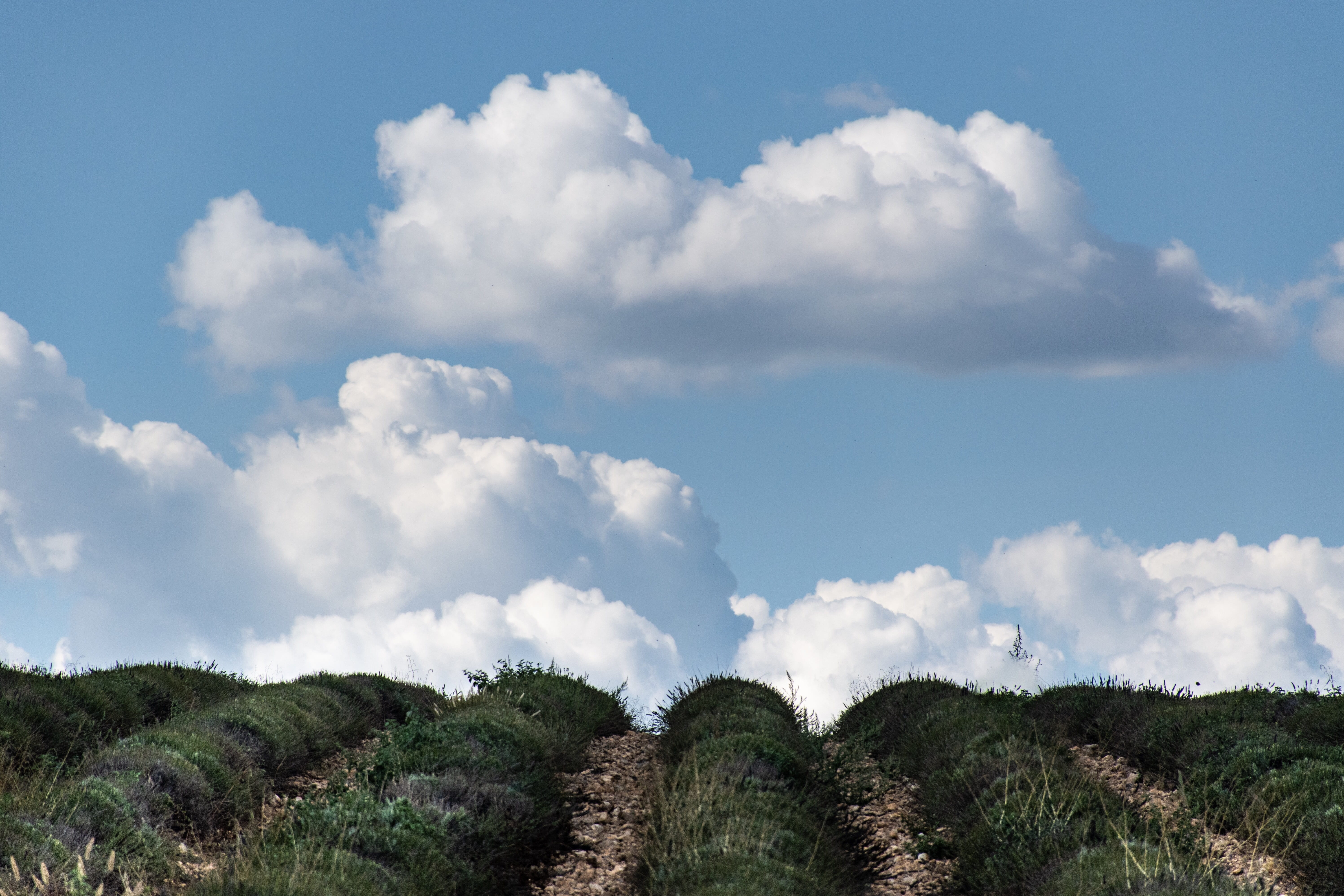 provence, outdoors, 5K, growth, cloud - sky, tranquil scene, agriculture, scenics - nature, rustic, landscape, france, europe, tranquility, no people, HD Wallpaper