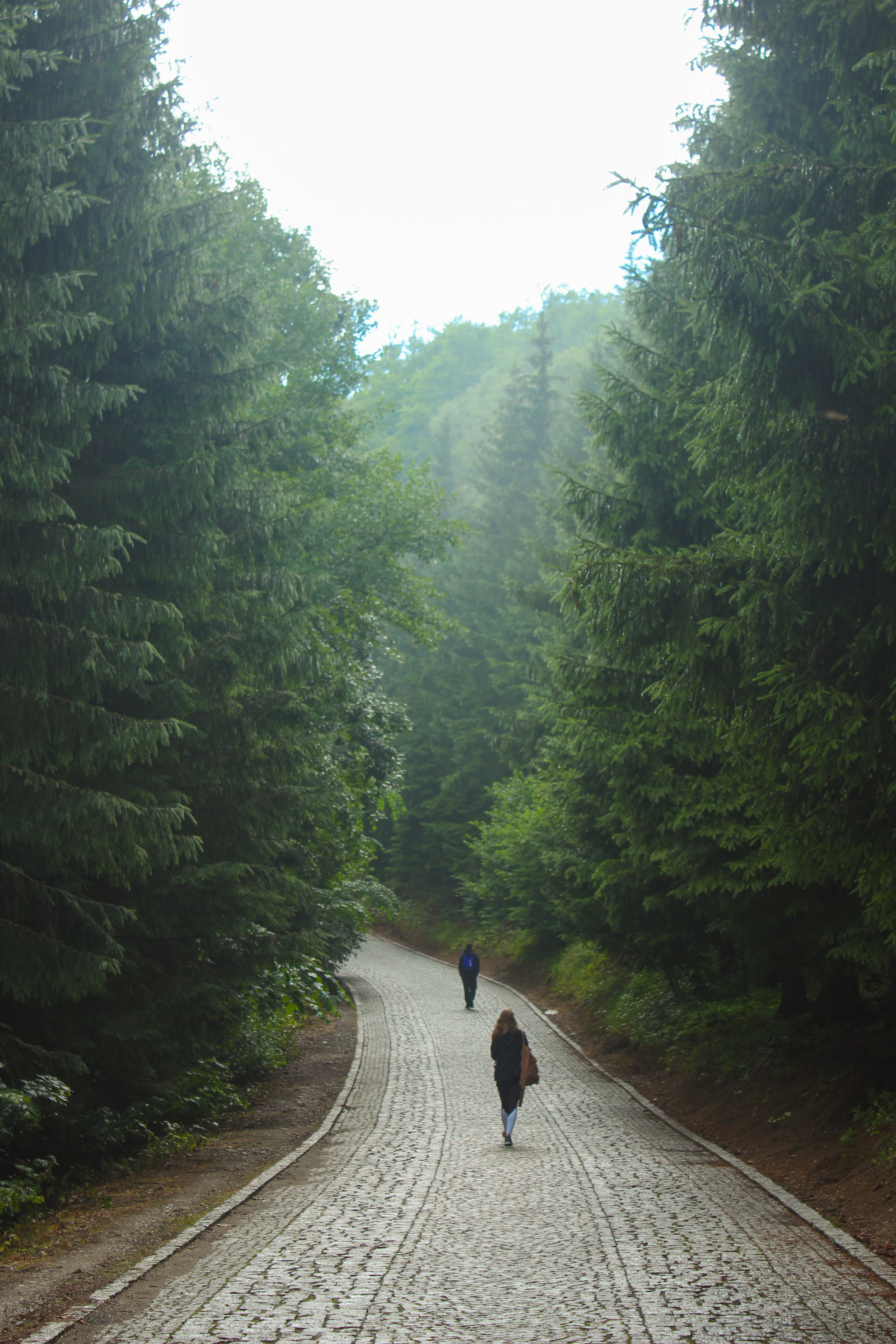 growth, track, green color, 5K, lifestyles, poland, road, plant, walking, real people, footpath, beauty in nature, hike, forest, day, igliczna, direction, Phone HD Wallpaper