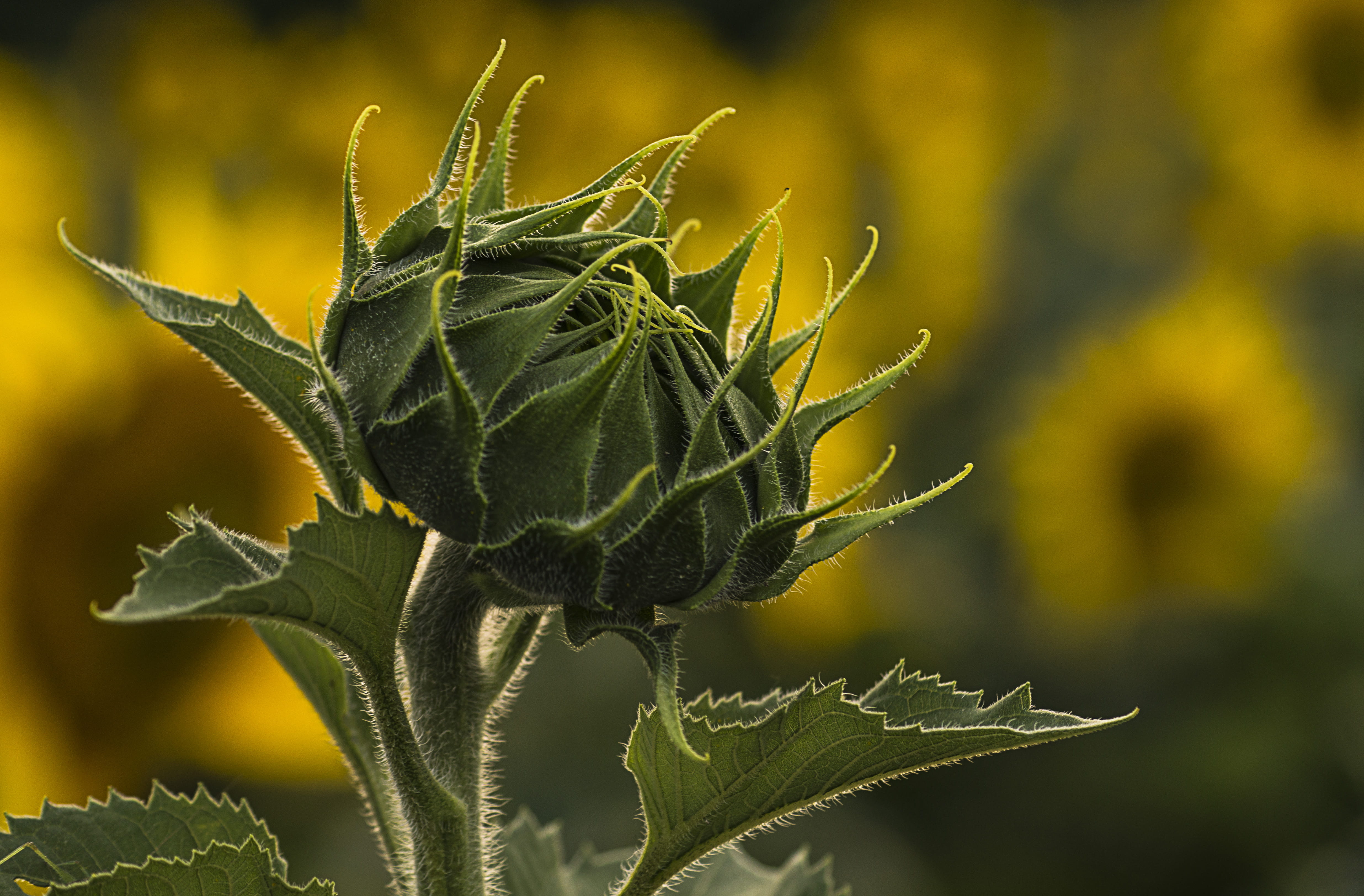 fragility, 4K, food, green color, bud, close, day, nature, vulnerability, sunflower, sepal, close-up, flower head, grene, flowering plant, plant part, HD Wallpaper
