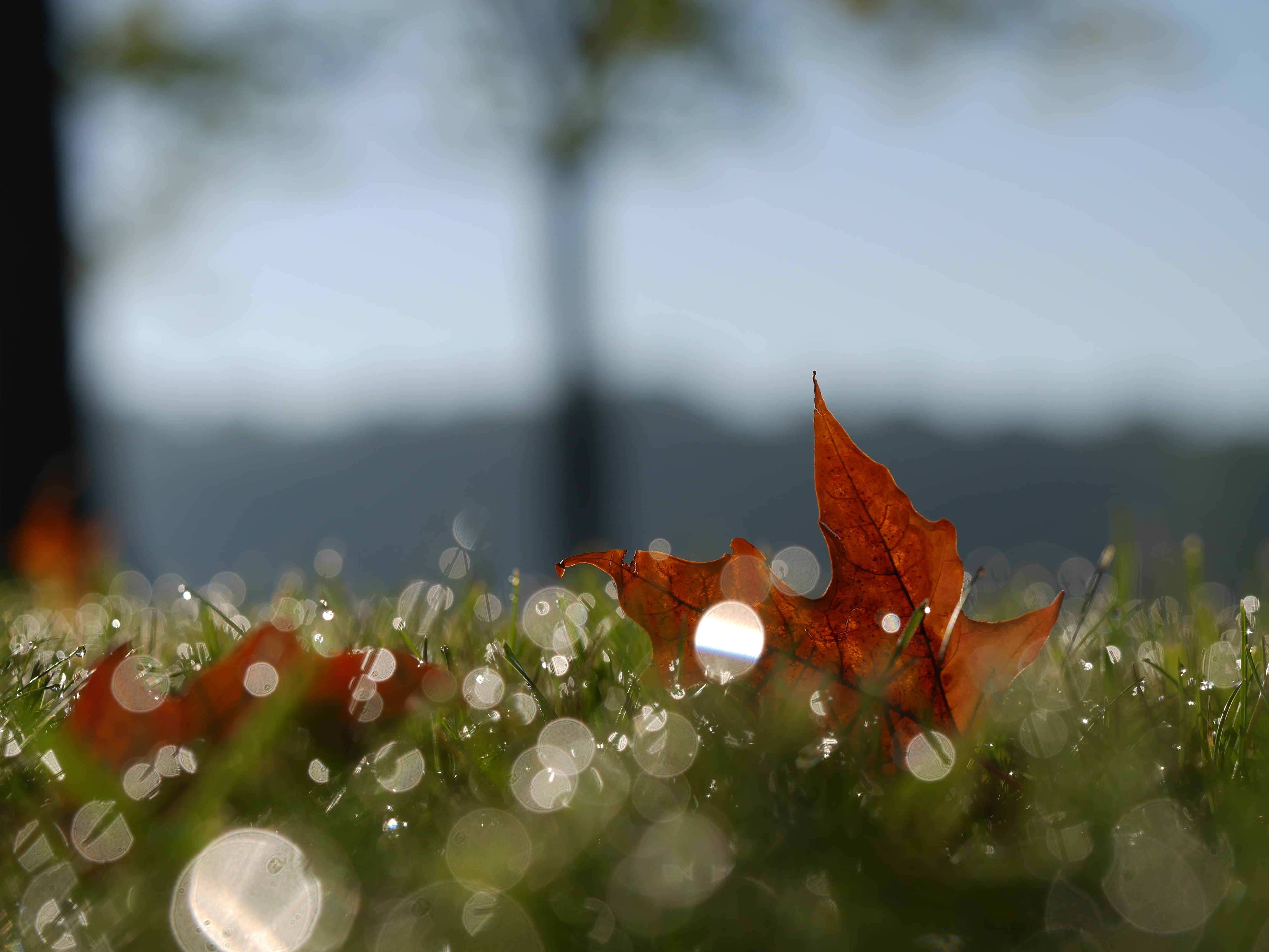 water, drop, wet, 4K, grene, no people, orange color, dew, raindrop, red, plant part, flower head, maple, growth, selective focus, maple leaf, outdoors, HD Wallpaper