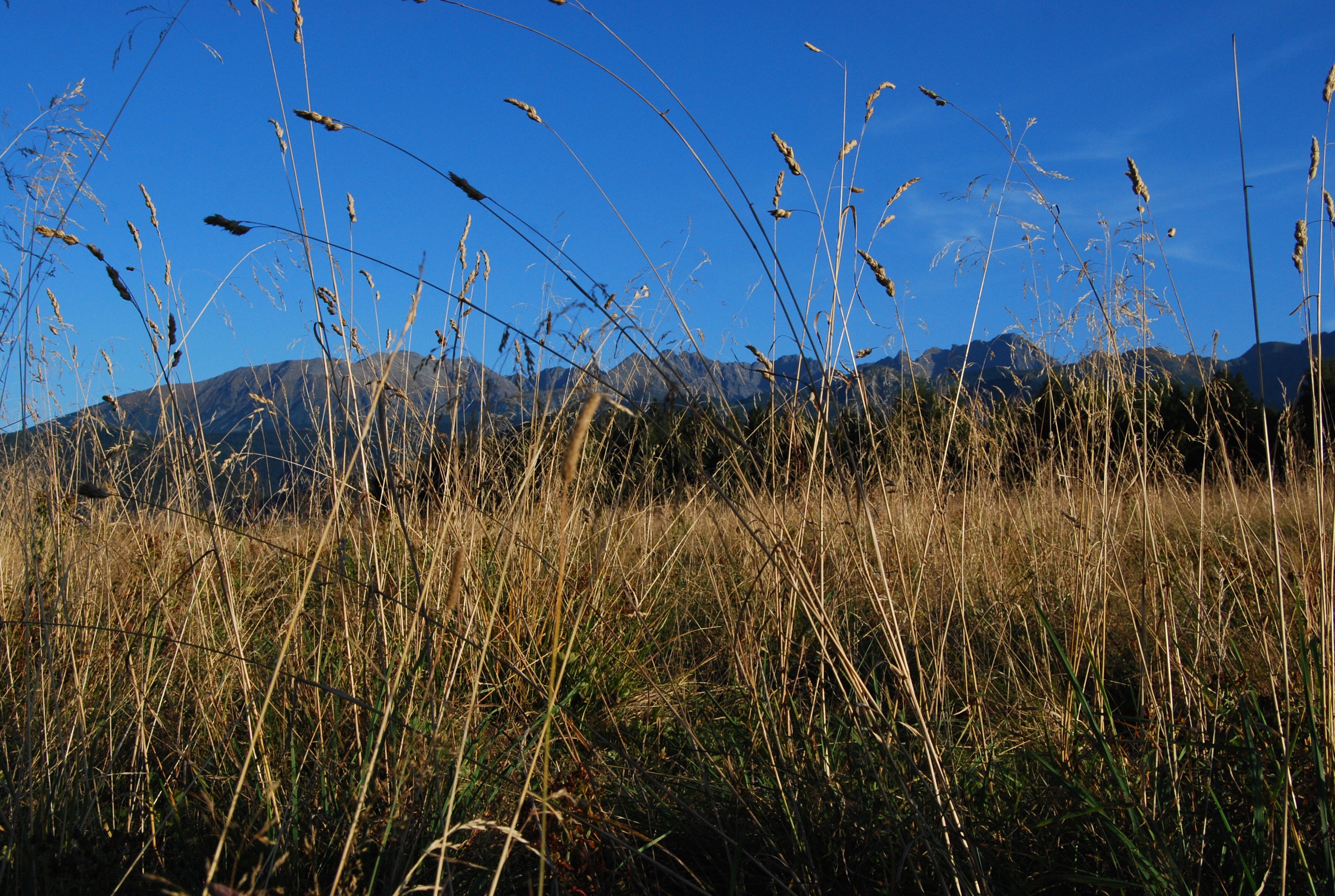meadow, land, timothy grass, scenics - nature, tranquility, view, nature, beauty in nature, sky, no people, environment, outdoors, tatry, tranquil scene, HD Wallpaper