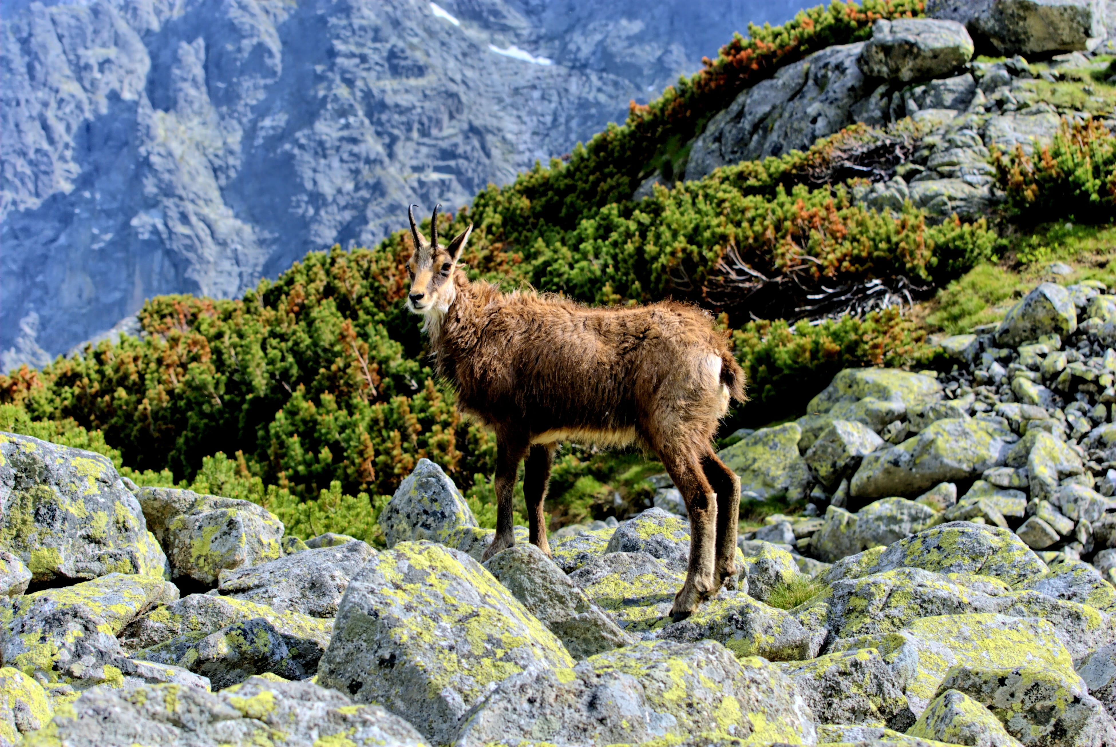 nature, mountain range, rock, land, landscape, vertebrate, animal, animal themes, standing, plant, solid, tree, beauty in nature, slovakia, goat, mammal, HD Wallpaper