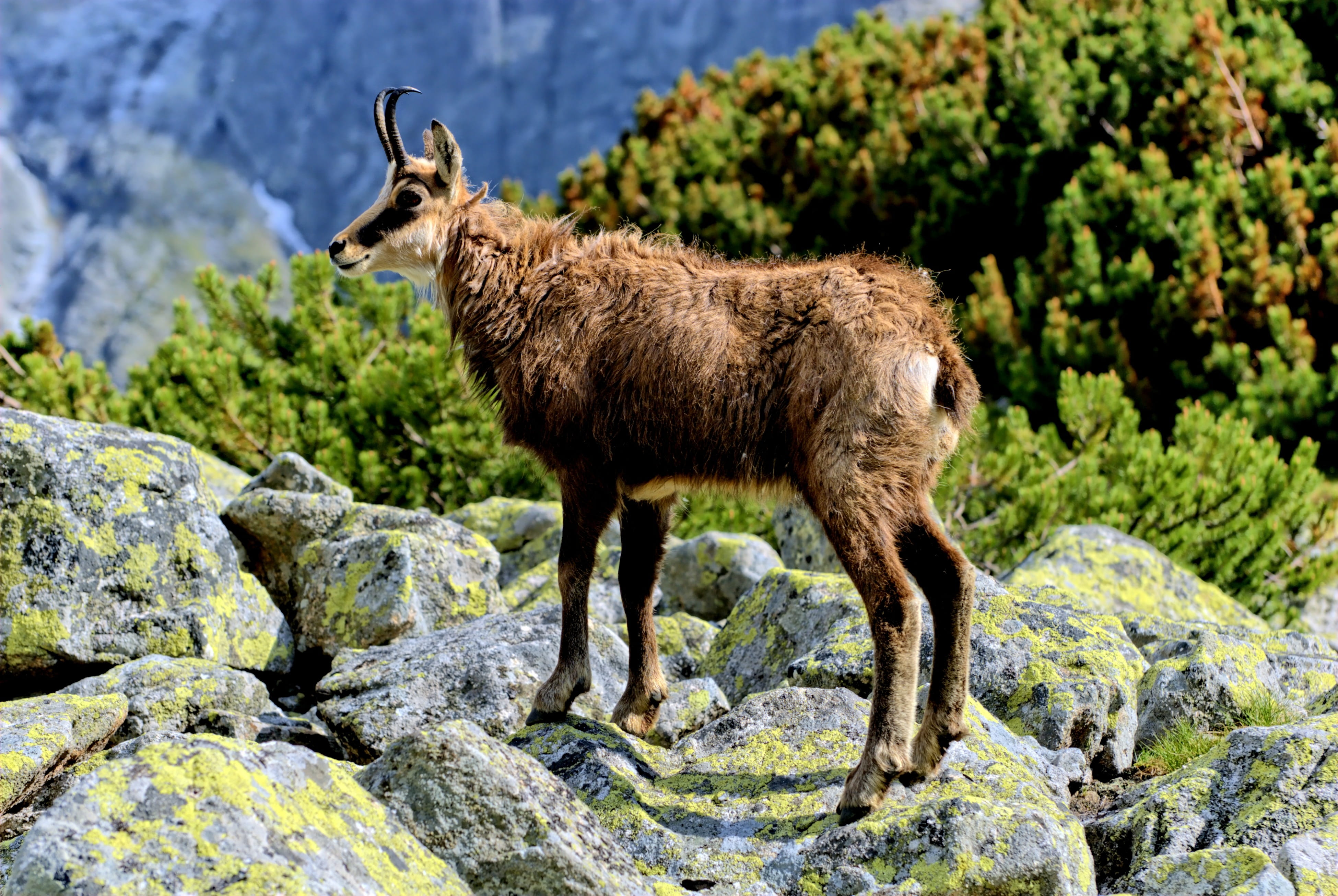 mammal, top view, plant, herbivorous, wildlife, lamb summit, one animal, rock, Top, Landscape, nature, rock - Object, mountains, day, livestock, Slovakia, HD Wallpaper