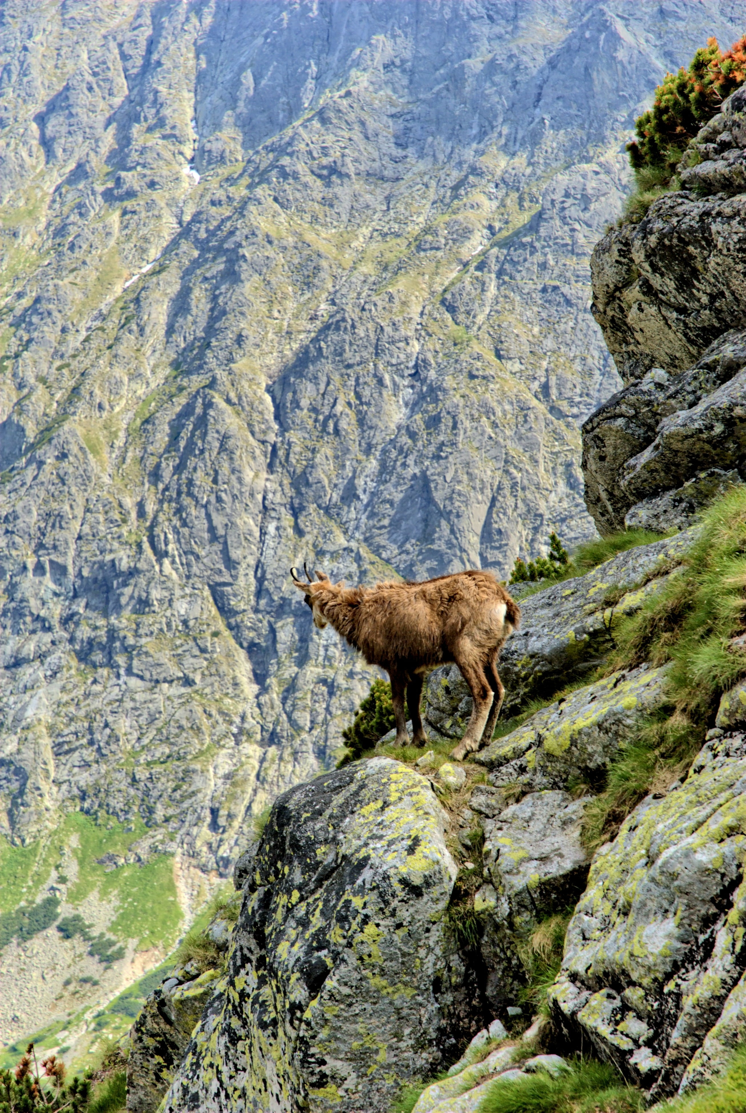 formation, outdoors, tatry, nature, rock - Object, rock, animal wildlife, animal themes, animal, animals in the wild, sheep, sky, standing, lamb summit, Phone HD Wallpaper