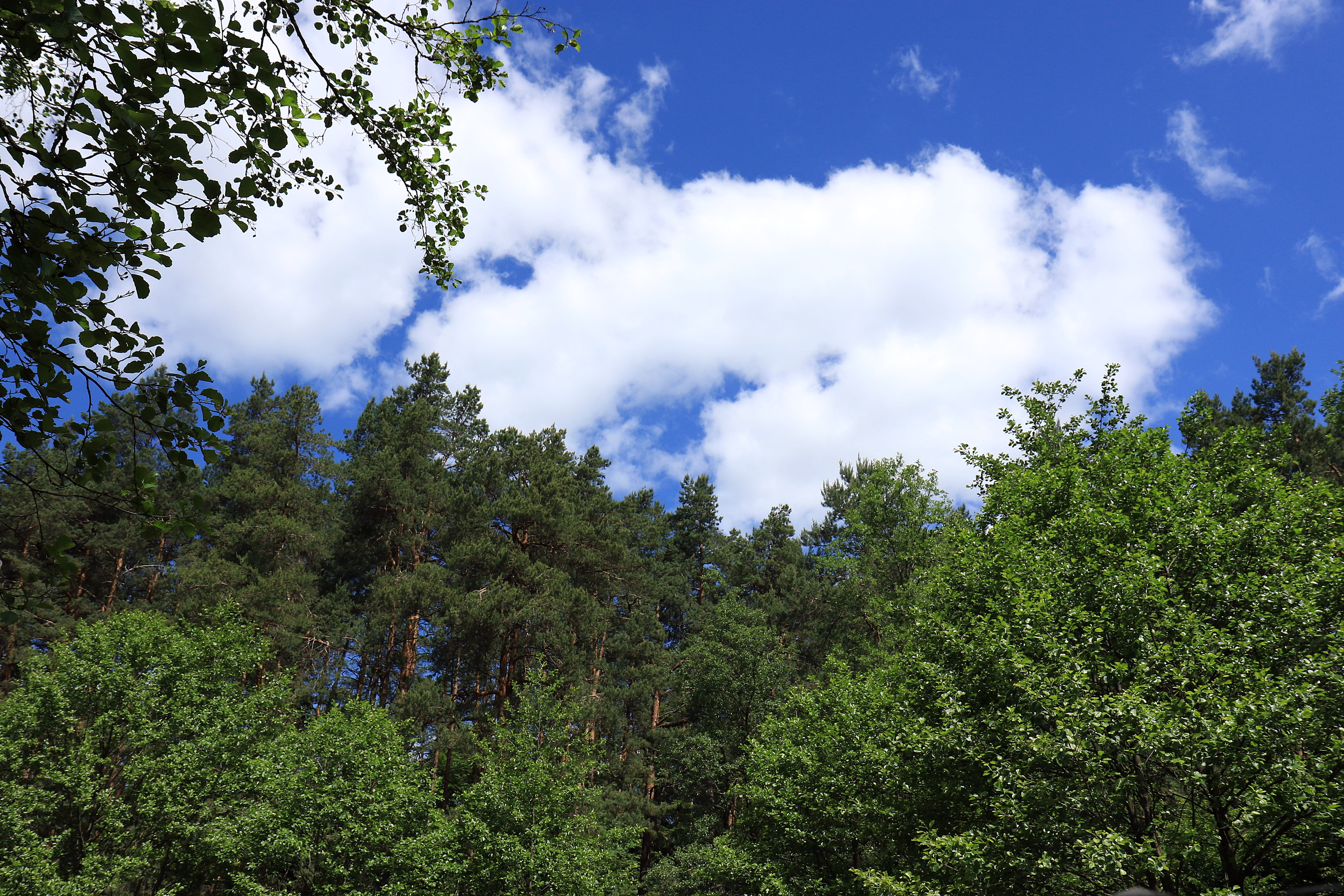 blue sky, Nature Reserve, foliage, low angle view, the nature reserve, tourist guide, land, scenics - nature, cloud - sky, pine forest, holiday, tranquil scene, HD Wallpaper