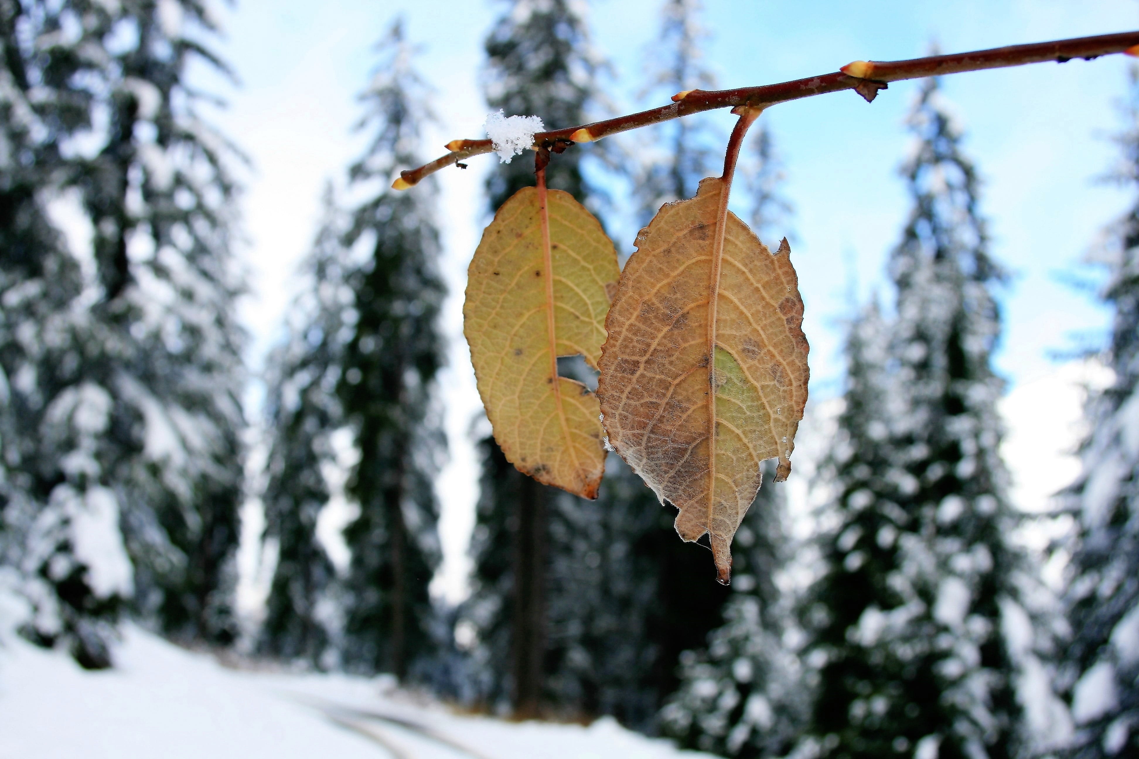 the stage, focus on foreground, winter dream, no people, nature, selective, tourist guide, leaves, plant part, fairy-tale winter, day, close-up, change, HD Wallpaper