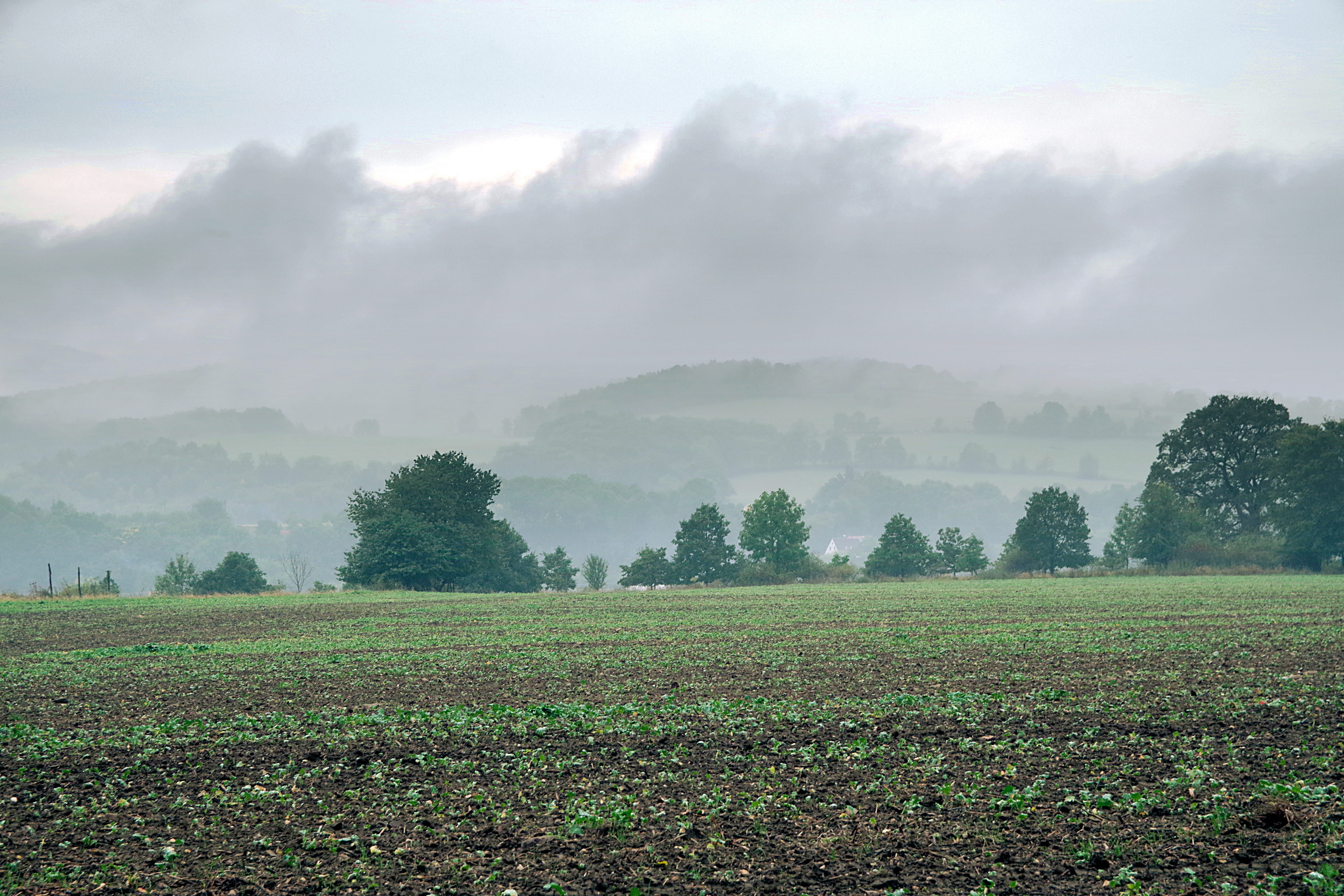 morning, wandering, cloud cover, inclement weather, nature, mountains, cloud - sky, environment, scenics - nature, day, plantation, landscape, grass, hale, HD Wallpaper
