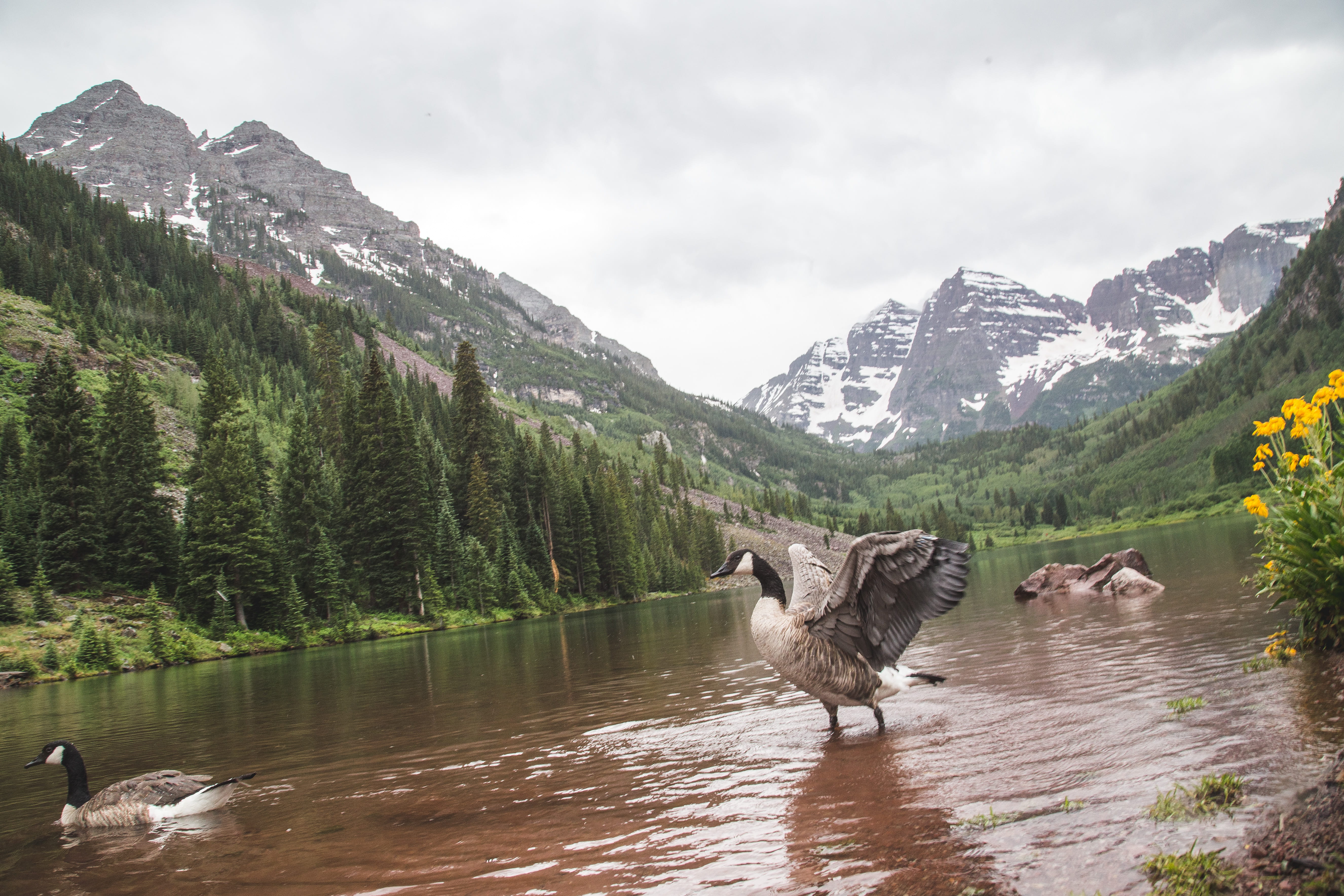 mountains, animal, maroon bells, scenics - nature, no people, animal themes, beauty in nature, pets, mammal, mountain range, water, united states, domestic, HD Wallpaper
