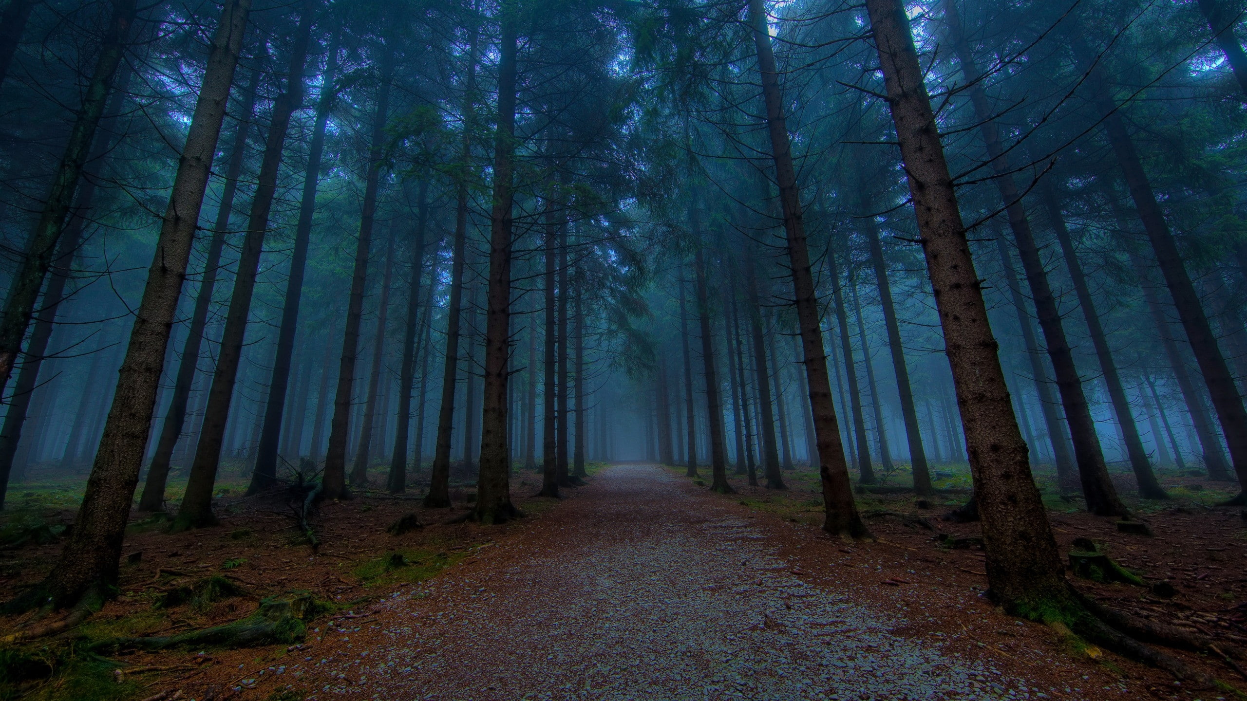 nature, fog, art, forests, forest, 2K, Landscapes, x, hd, HD Wallpaper