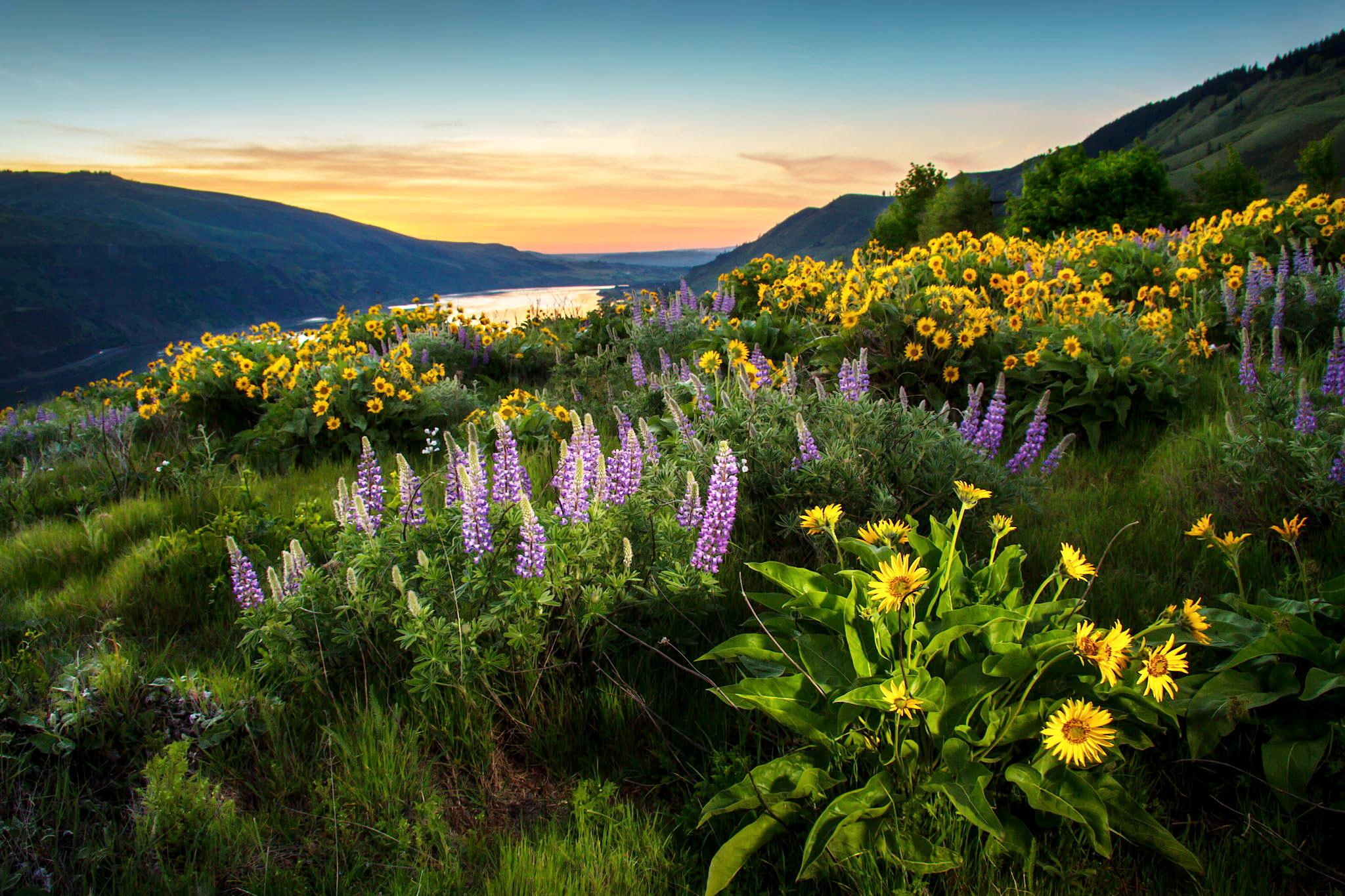 1080P, wild, blue, sunflowers, america, columbia, backgrounds, river, lupini, north, mobile, flowers, hd, desktop, HD Wallpaper