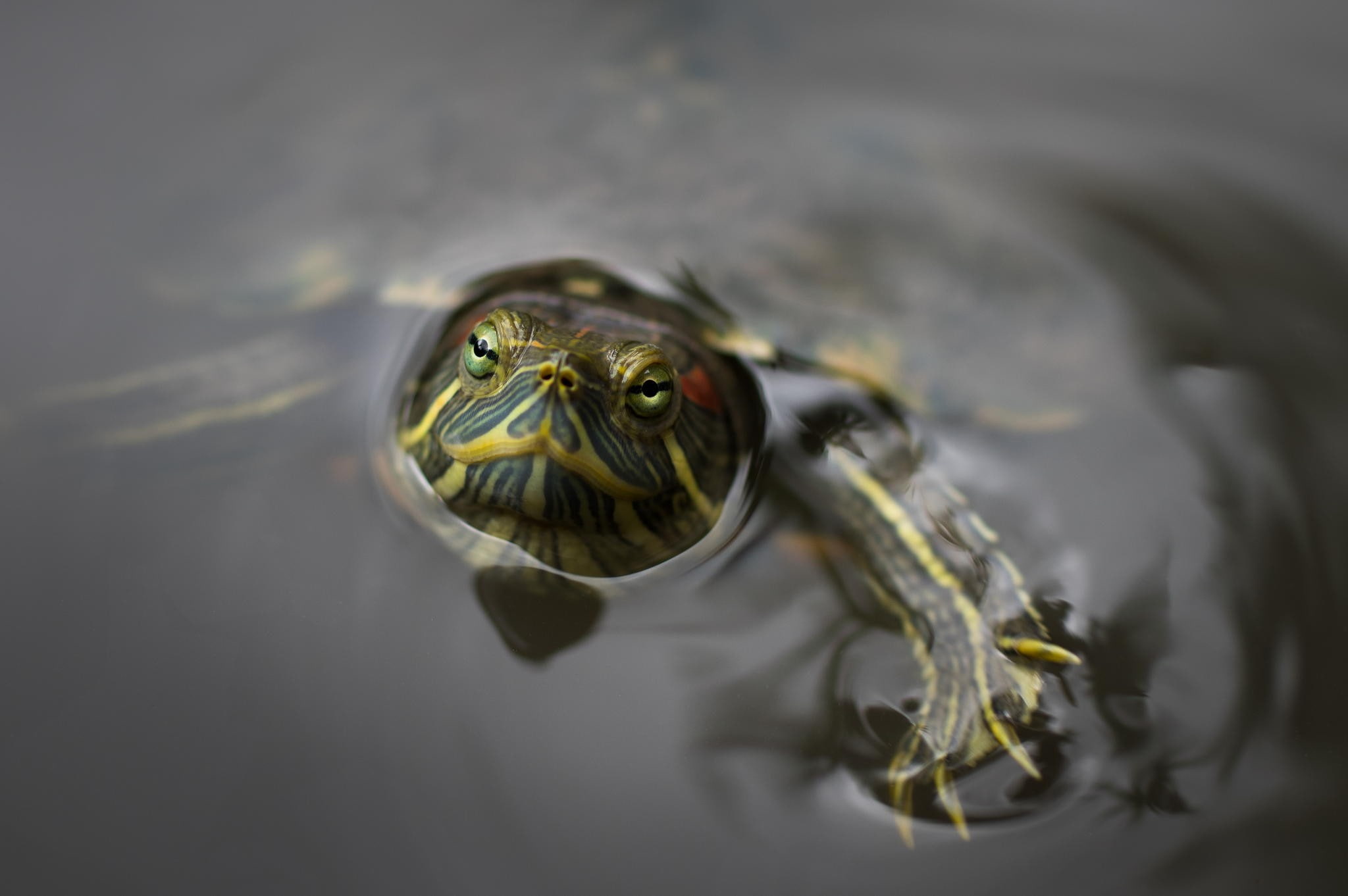animal, amphibian, vertebrate, turtle, water, photography, no people, 1080P, animals in the wild, one animal, floating on water, macro, day, marine, animal eye, HD Wallpaper
