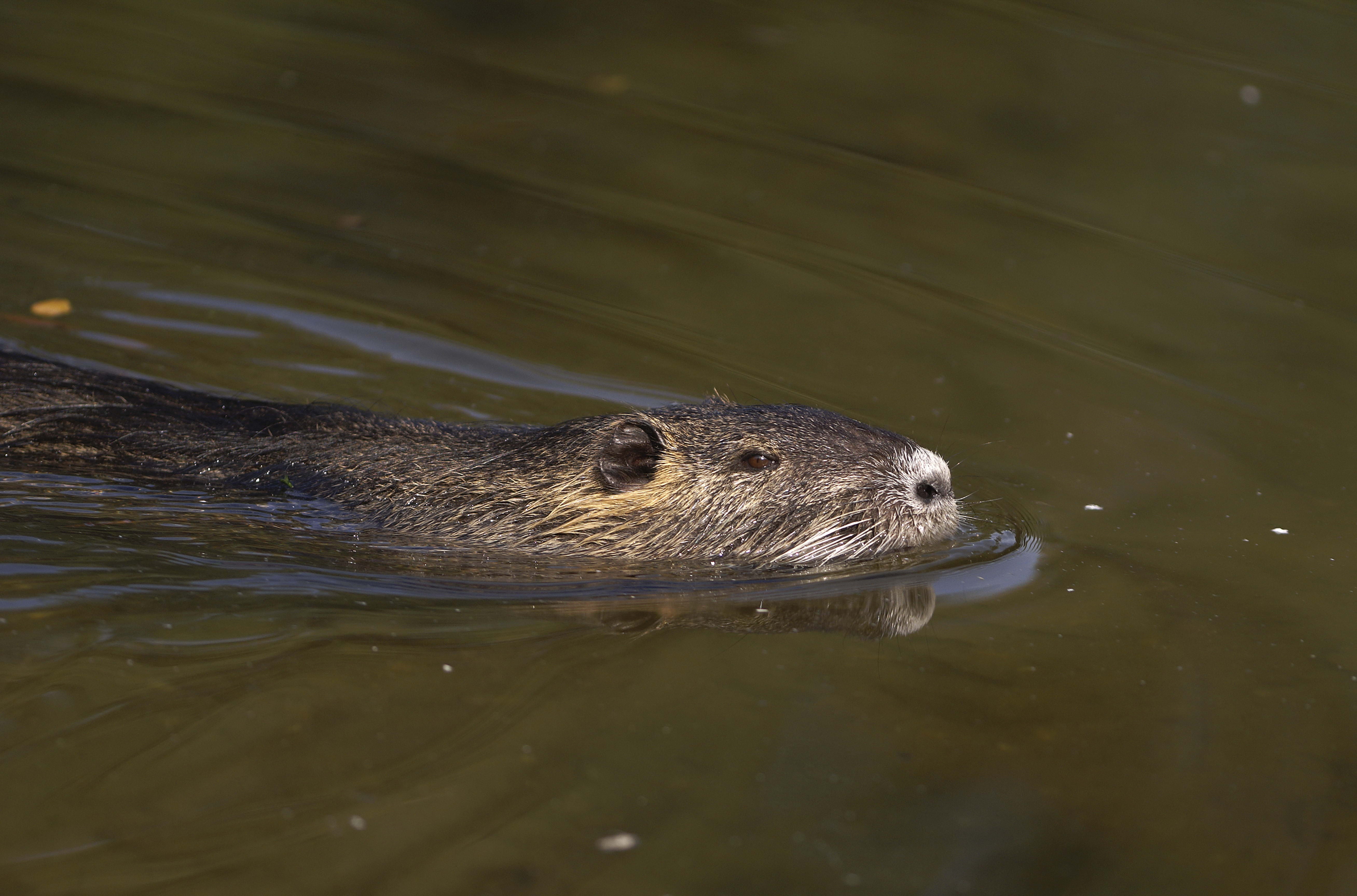 one animal, waterfront, no people, animal themes, mammal, water, underwater, lake, vertebrate, day, rodent, swimming, 5K, animal body part, animal wildlife, HD Wallpaper
