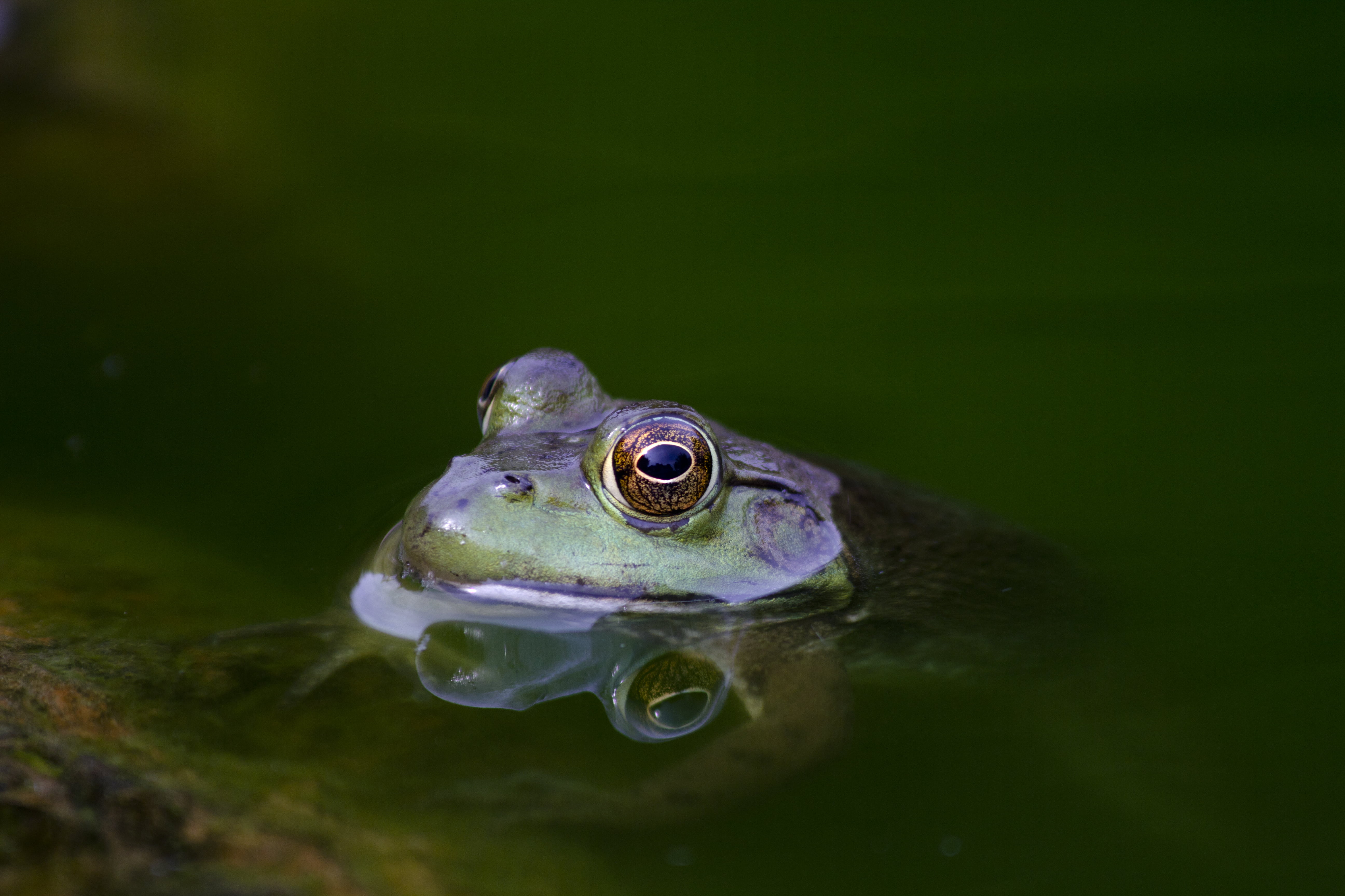 vertebrate, green, 5K, animal wildlife, nature, no people, eyes, reflection, outdoors, pond, animal themes, animals in the wild, moss, frog, marine, swimming, HD Wallpaper