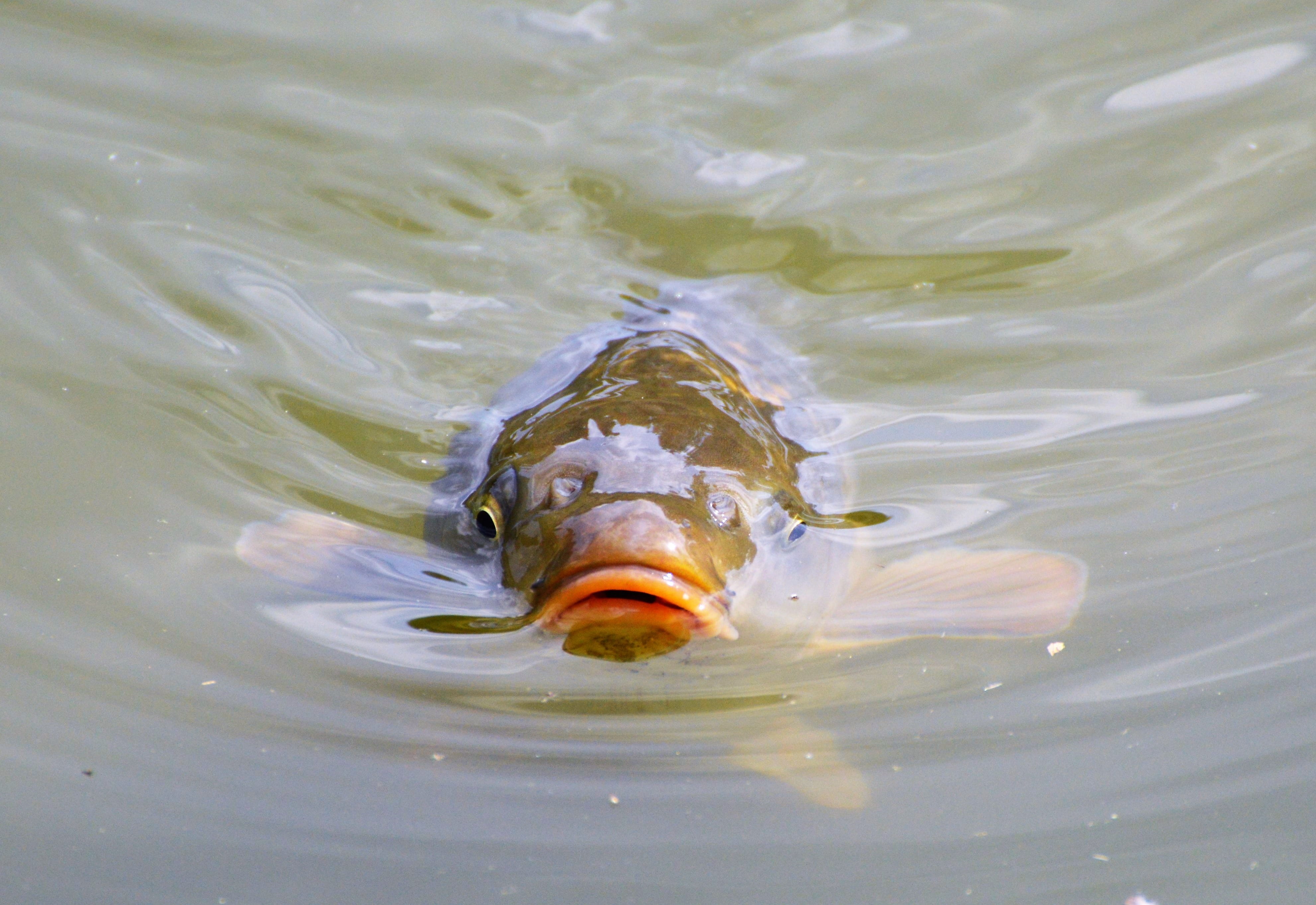animals in the wild, 4K, creature, appear, marine, nature, outdoors, brown, day, vertebrate, pond, animal body part, carp, water, no people, waterfront, HD Wallpaper