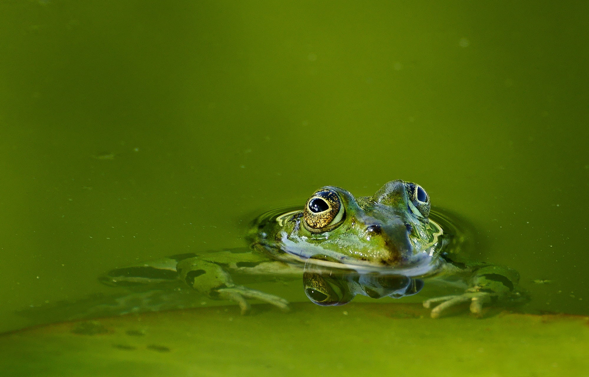 lake, selective, waterfront, marine, water, amphibian, creature, no people, animal wildlife, nature, vertebrate, pond, body, one animal, green frog, green, HD Wallpaper