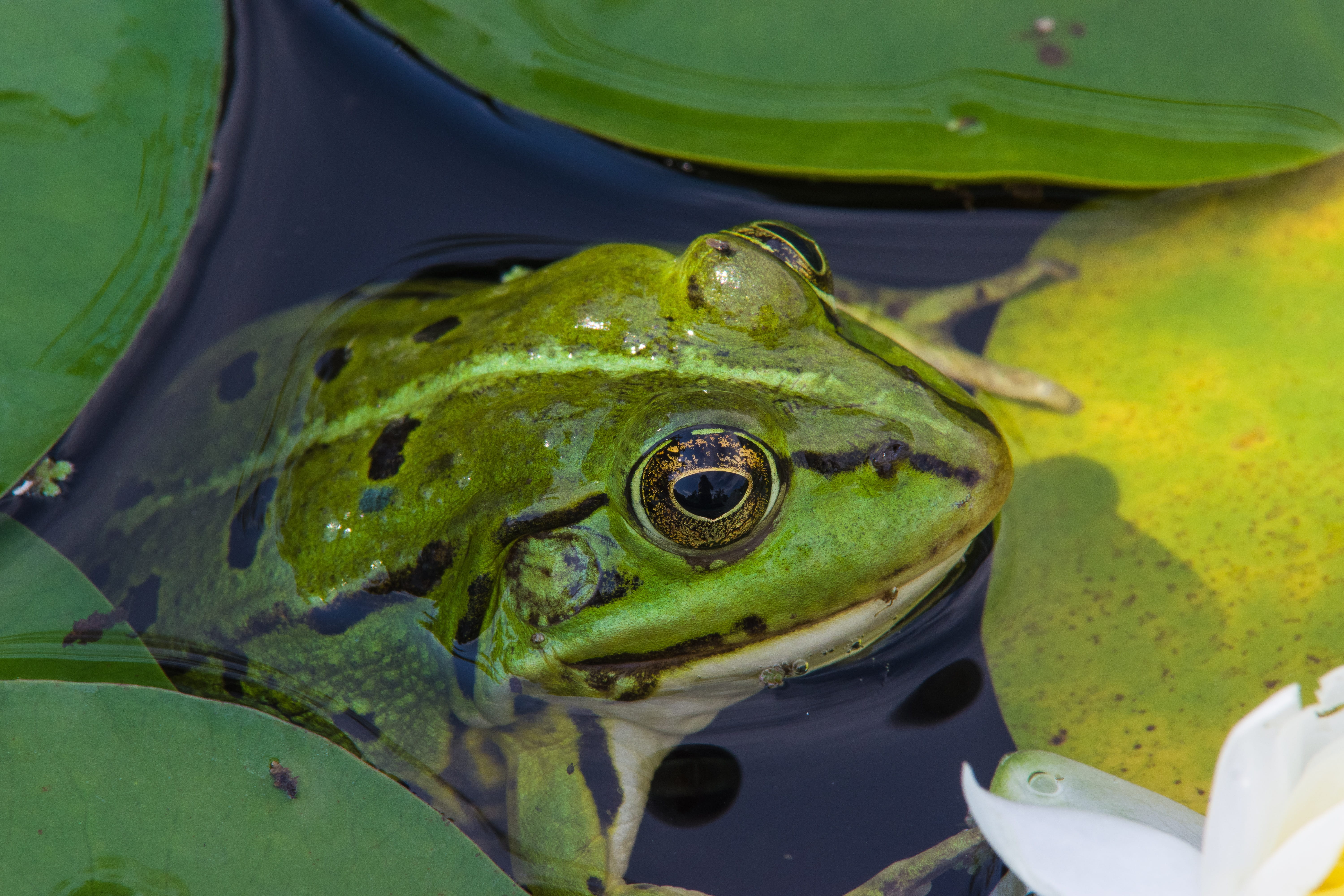 animal body part, high angle view, lily pad, nature, green, lake, animal, animal themes, close up, animal head, animal eye, one animal, outdoors, animals in the wild, HD Wallpaper