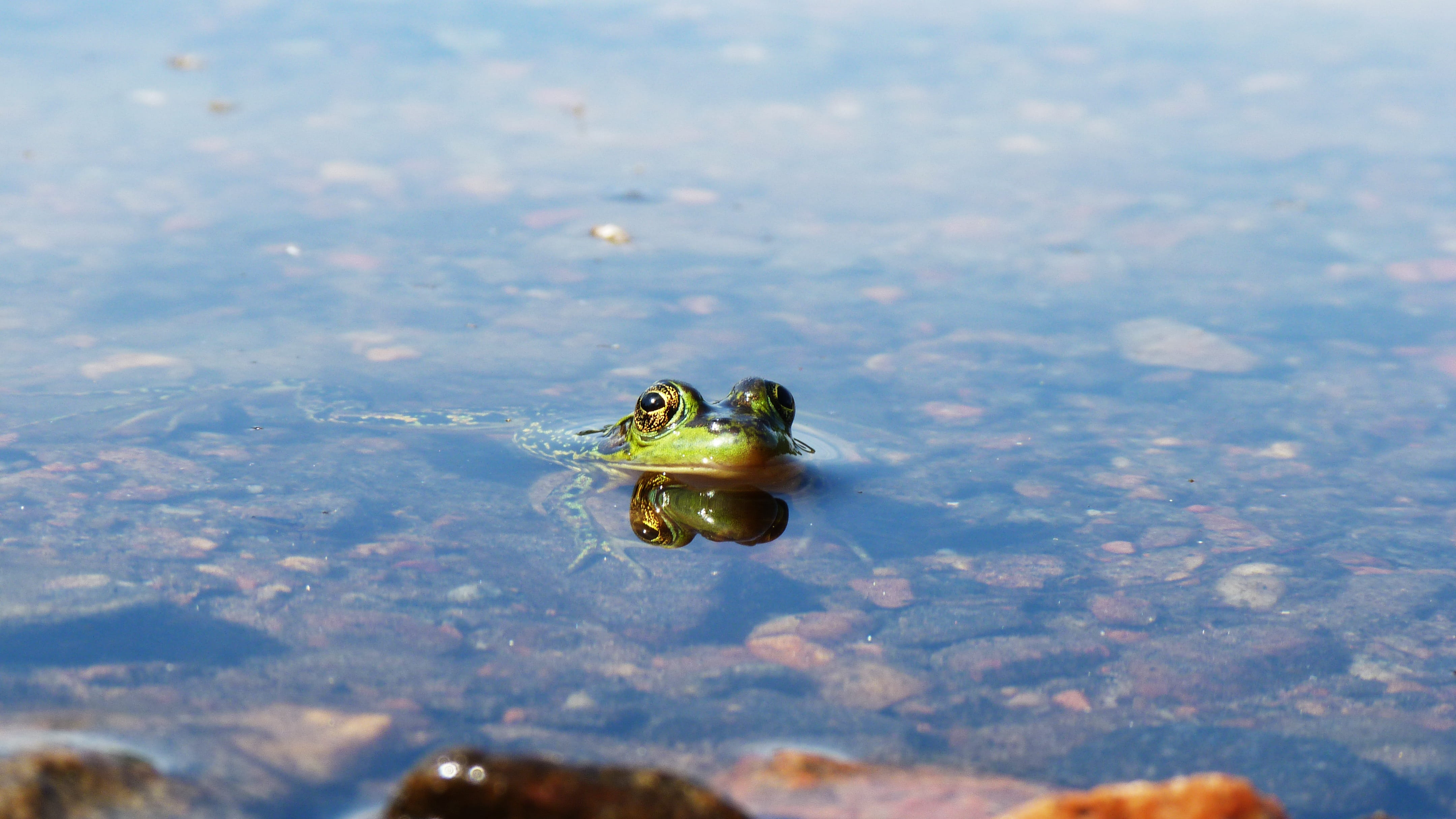 animal body part, outdoors, marine, water, floating on water, no people, vertebrate, animal, animal eye, close-up, animal themes, lake, frog, one animal, HD Wallpaper