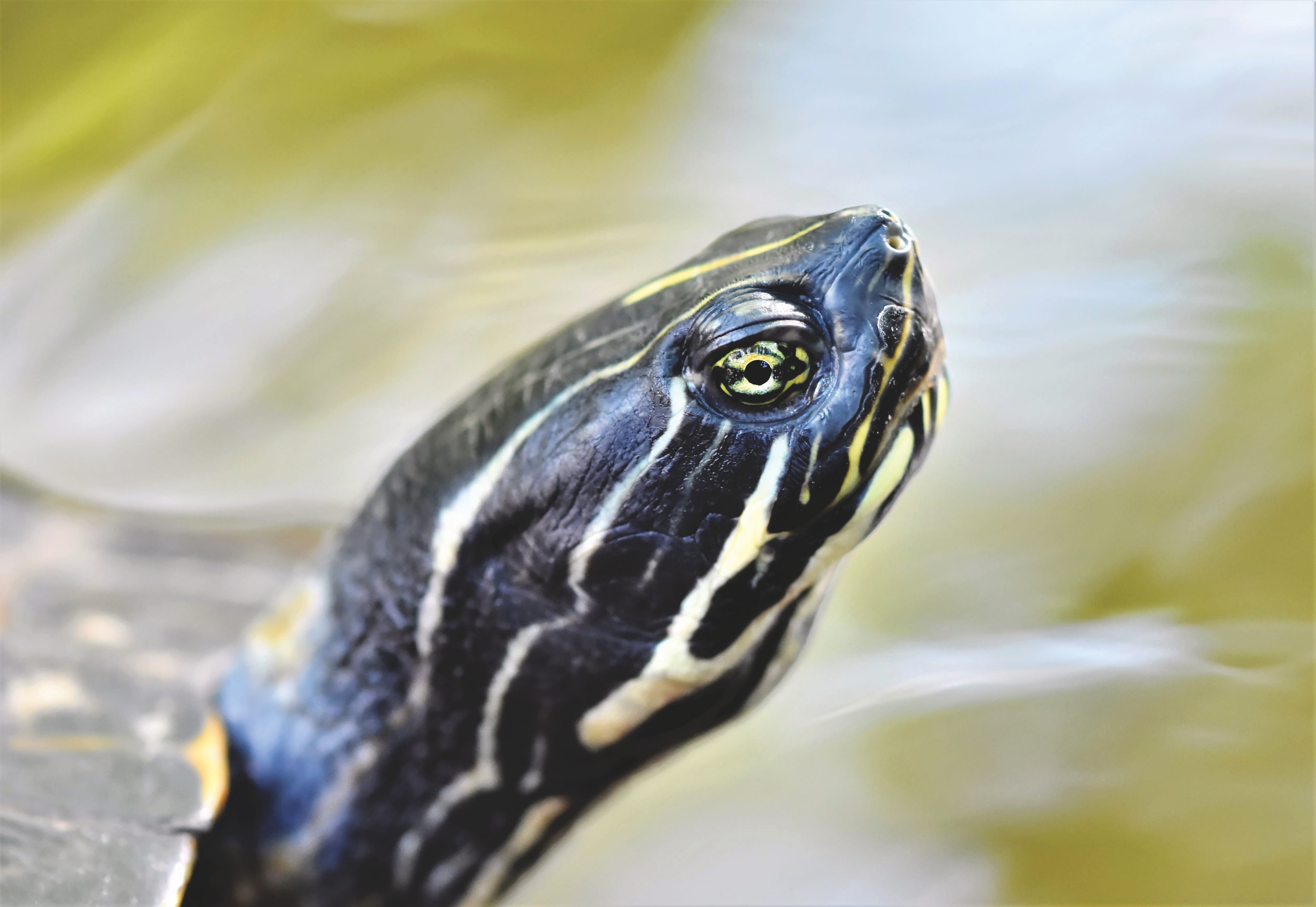 animal, 4K, no people, focus on foreground, animal wildlife, animal themes, day, animal eye, reptile, selective focus, close-up, animals in the wild, marine, HD Wallpaper