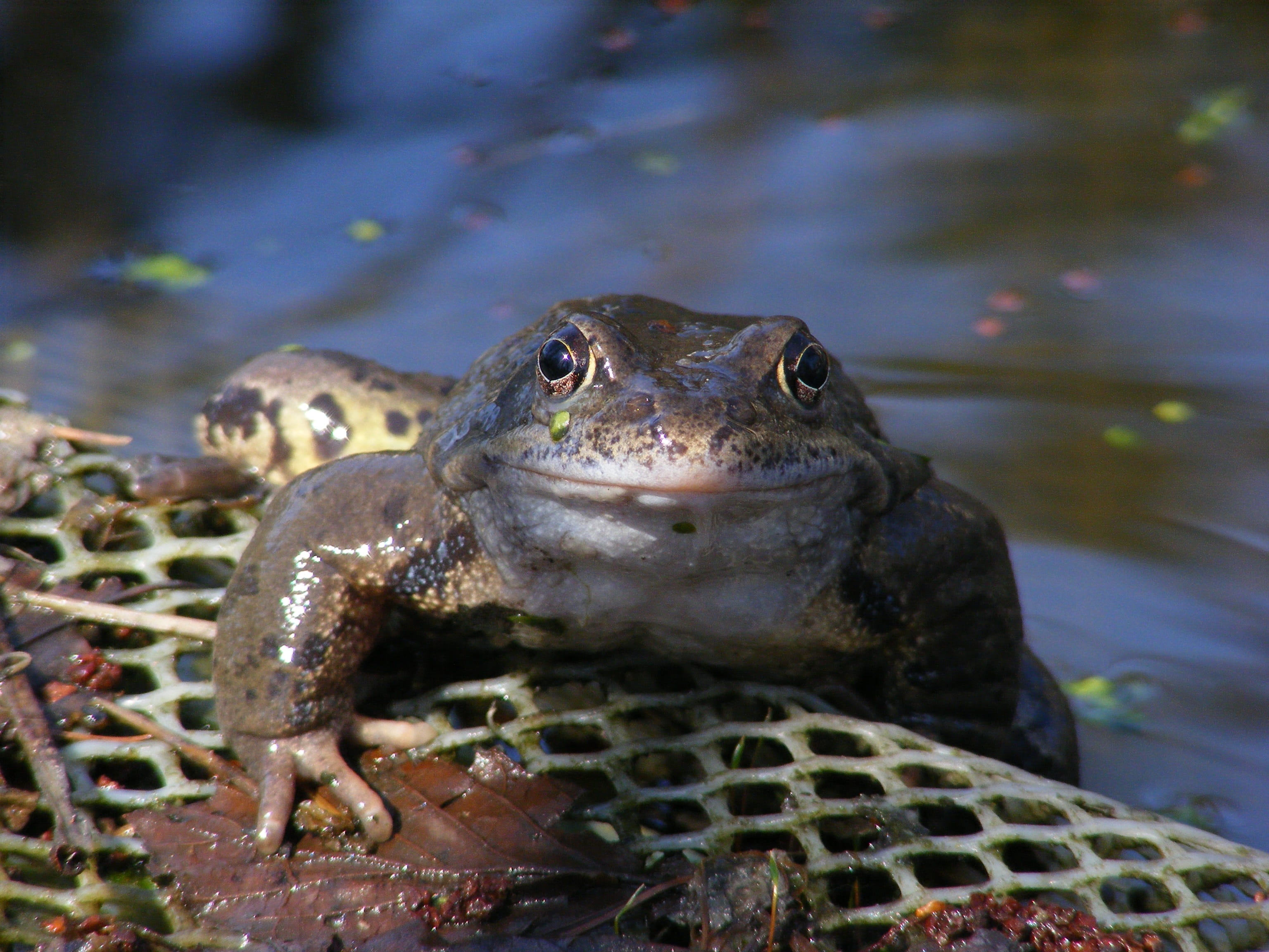 no people, Frog, focus on foreground, wild, the frog pond, slippery, the creation of, water, animal themes, close-up, animal body part, day, outdoors, vertebrate, HD Wallpaper